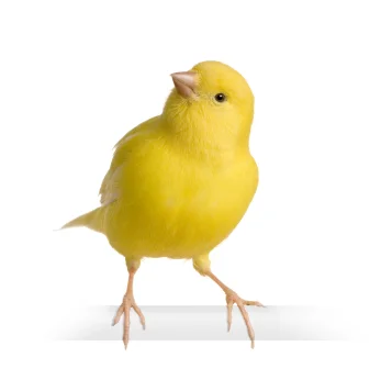 canary.jpg