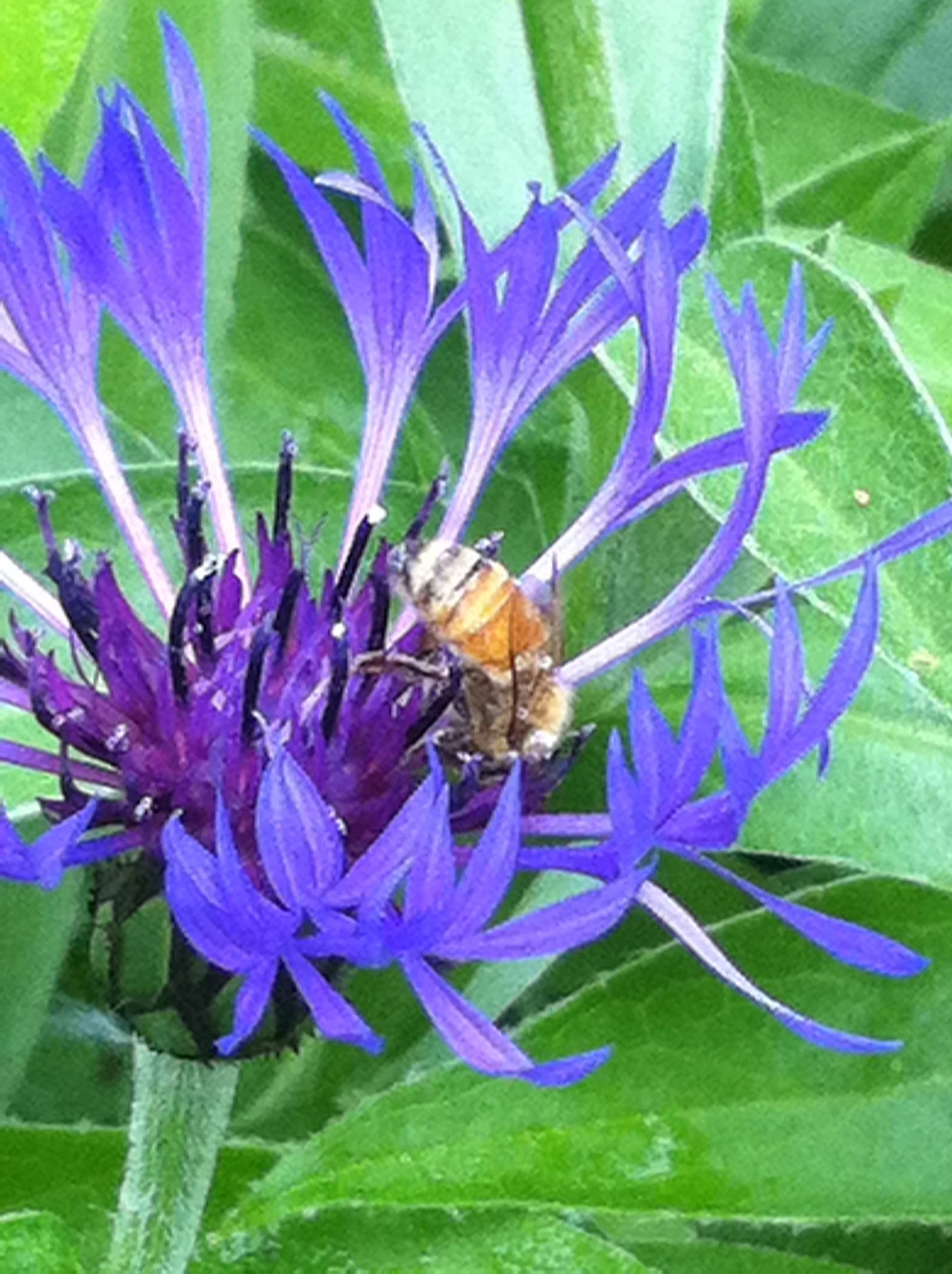 PurpleFlowerandBeePhoto.jpg