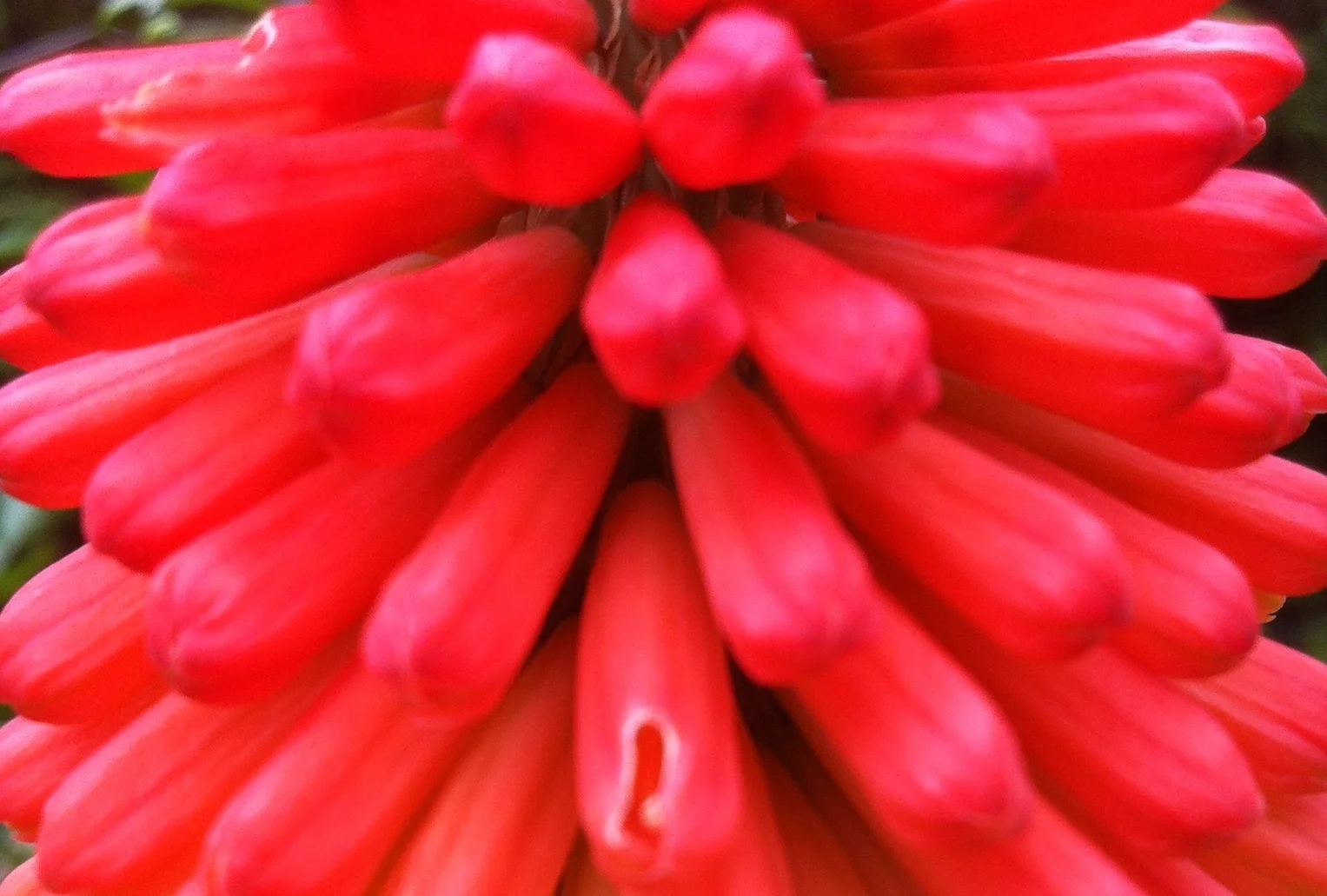 RedFireworkFlowerPhoto_home.jpg