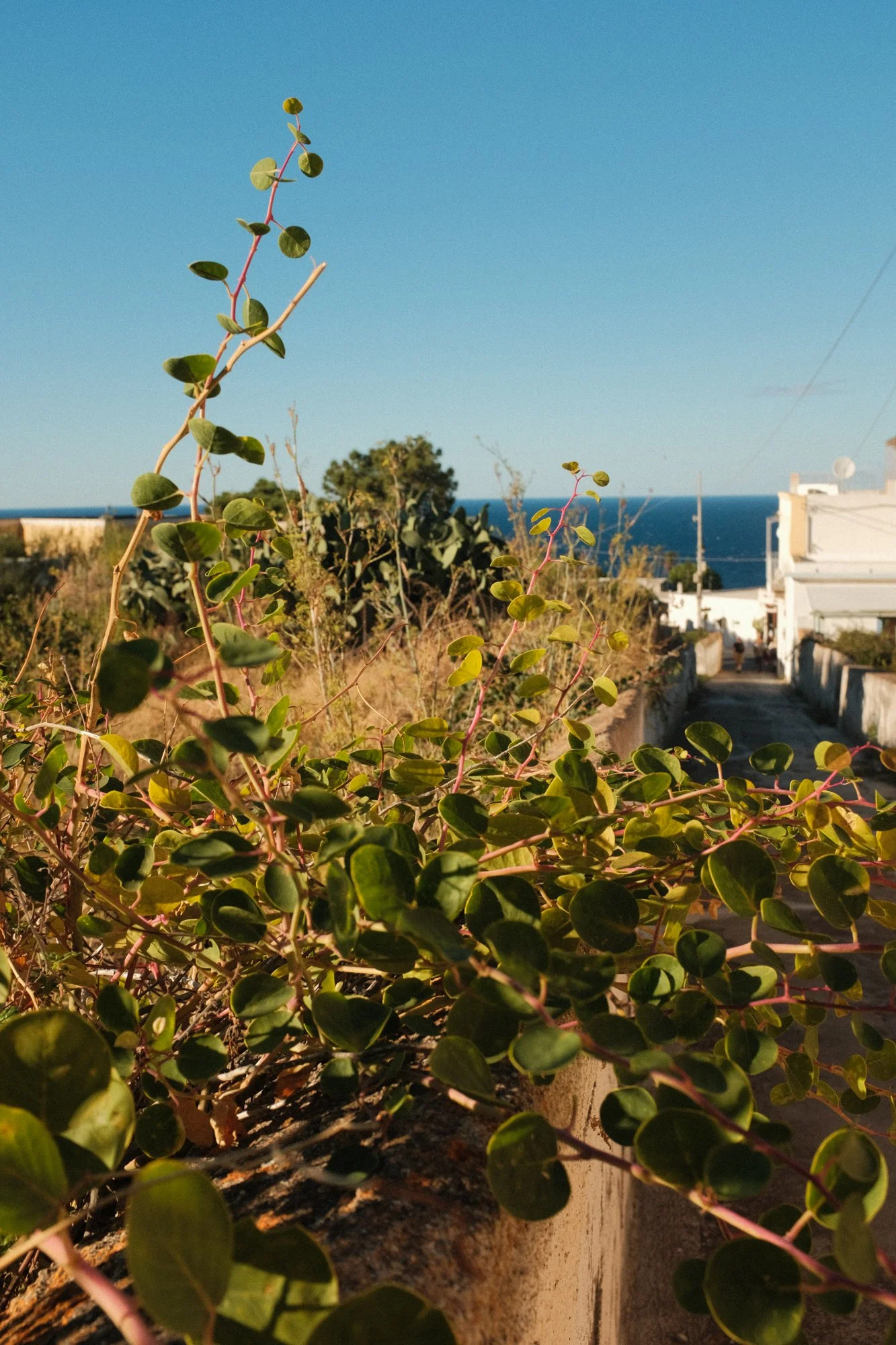 DSCF9028.jpg