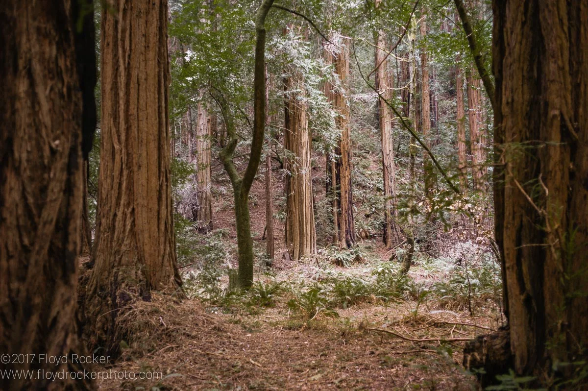 SF_Muir Park-16.jpg