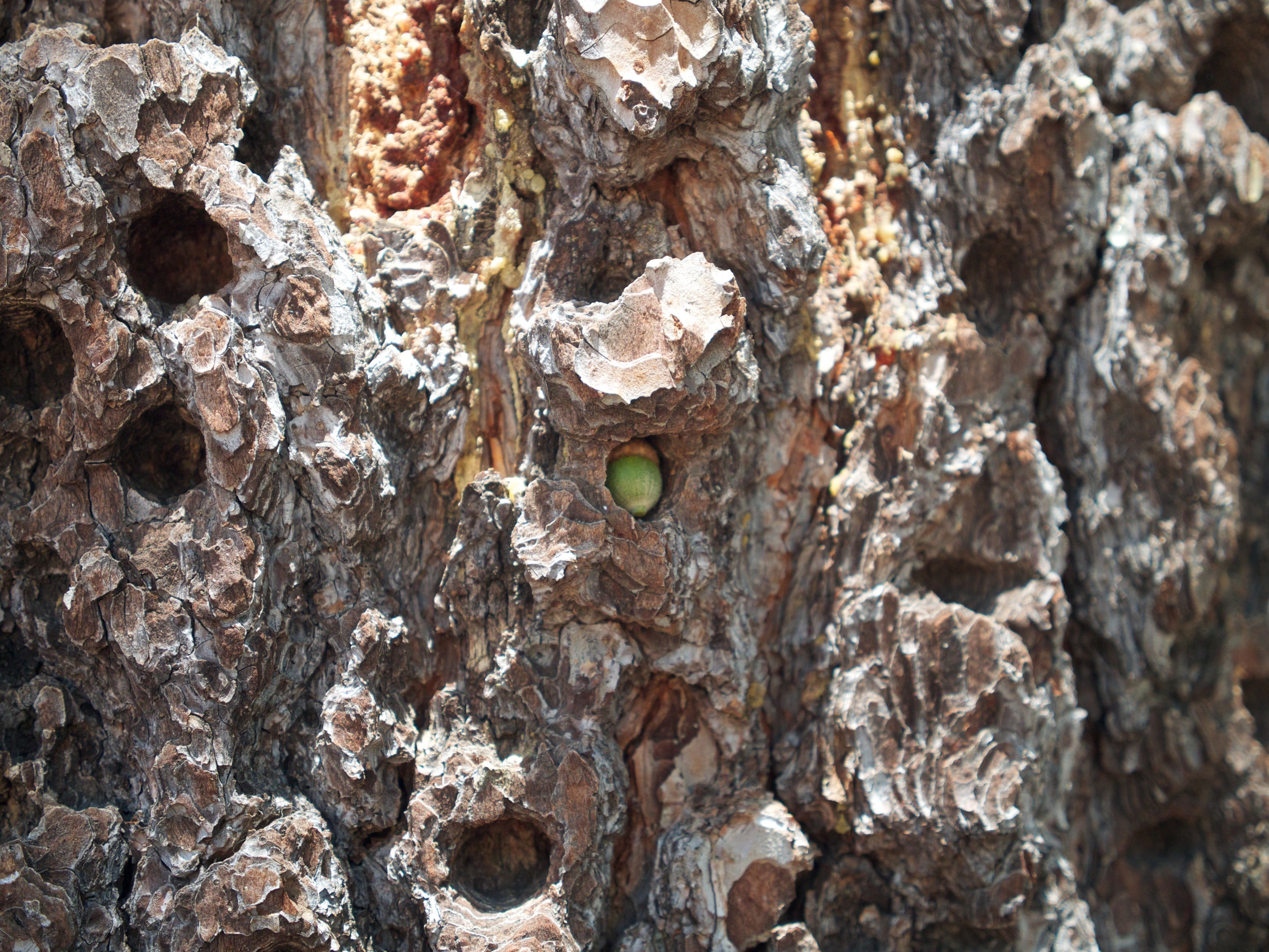 This photo has a great story about how woodpeckers get food.