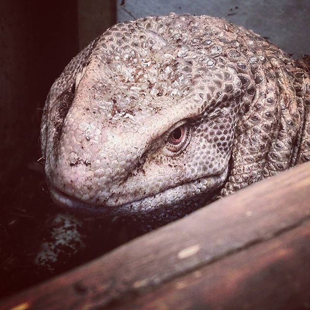 I guess the reptilian attitude always plays a huge role in my design process...