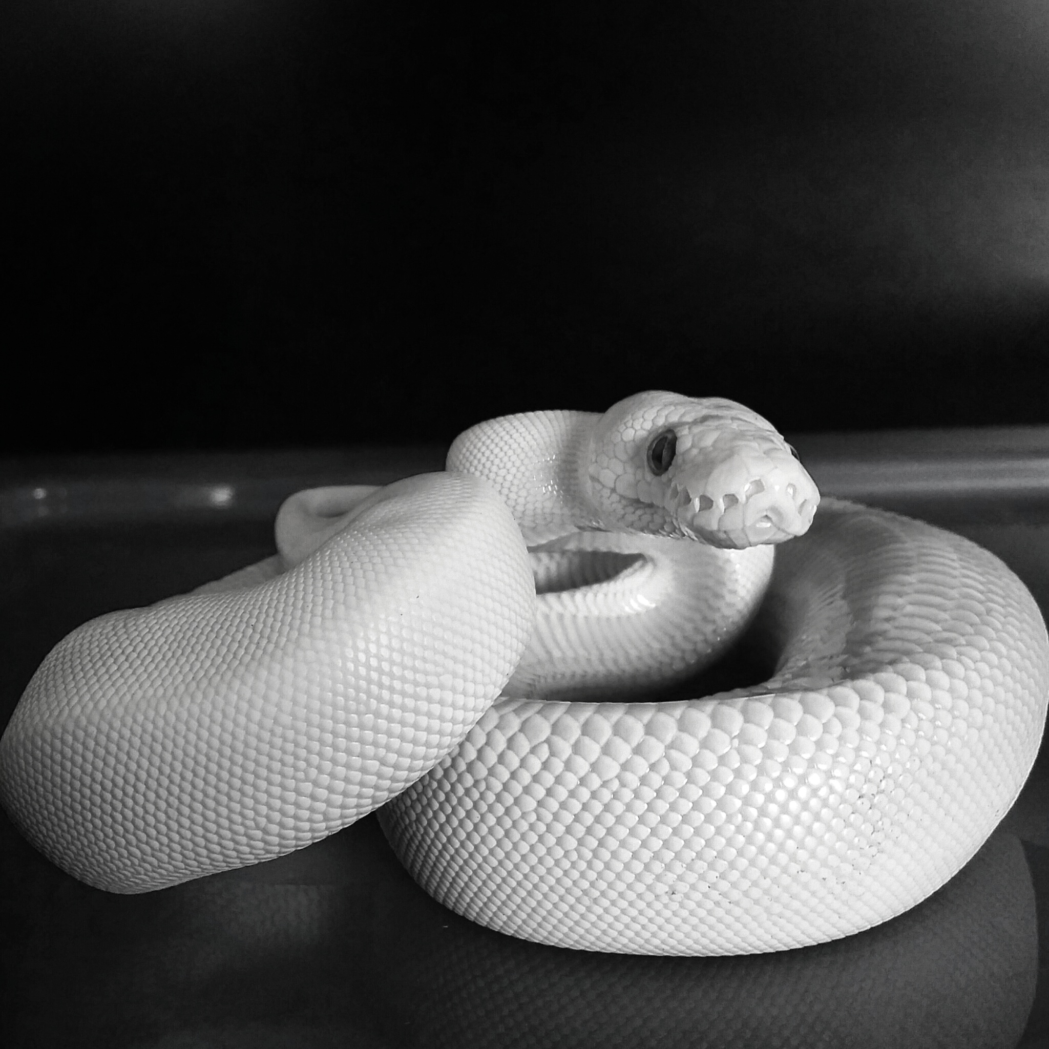 White Serpent