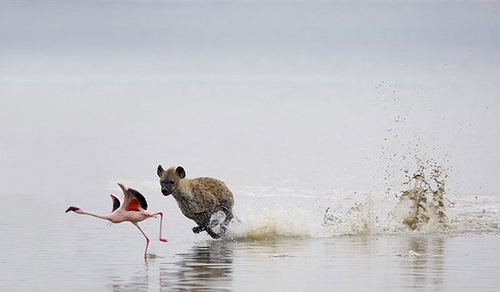 hyena.jpg