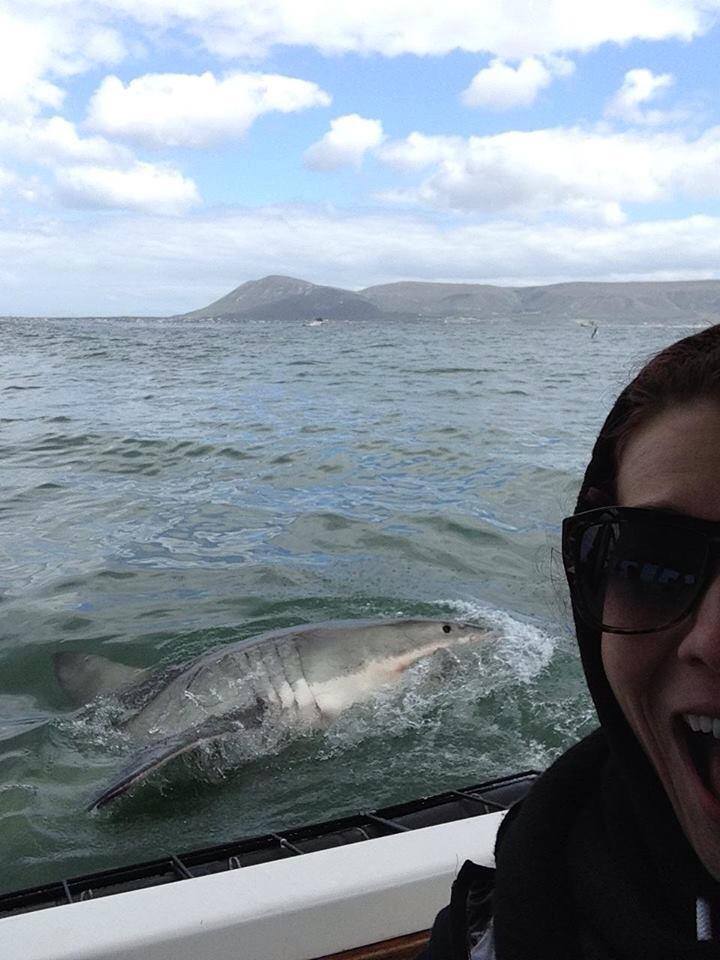 Shark! Cape Town, South Africa
