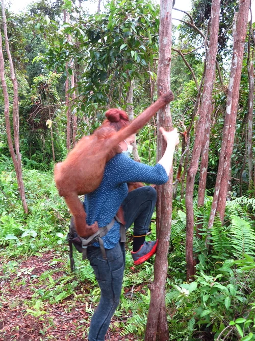 Climbing with Orangutans in Borneo