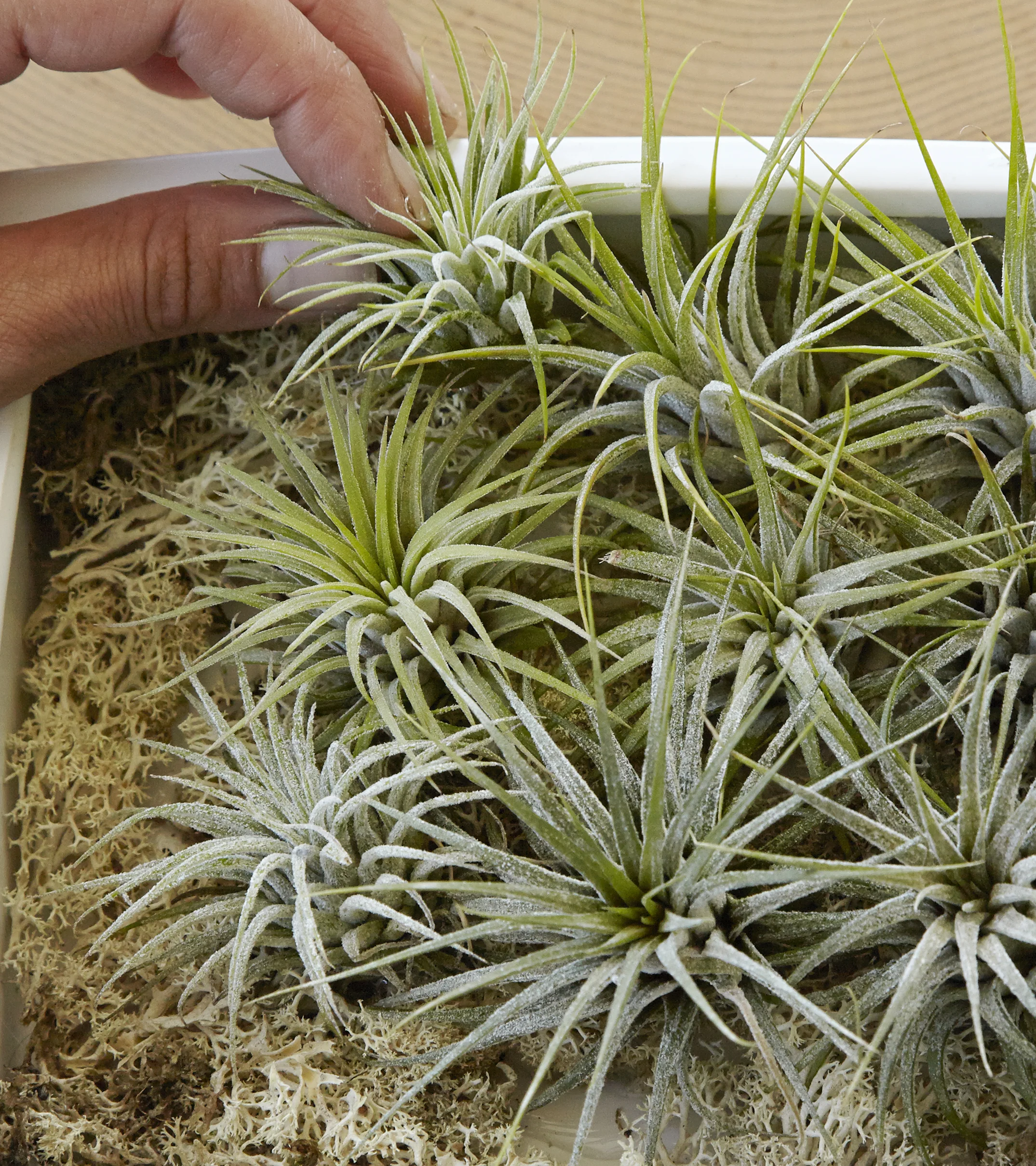 Airplant thumbnail.jpg