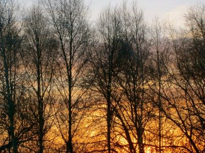 Amazing trees showing their structures.