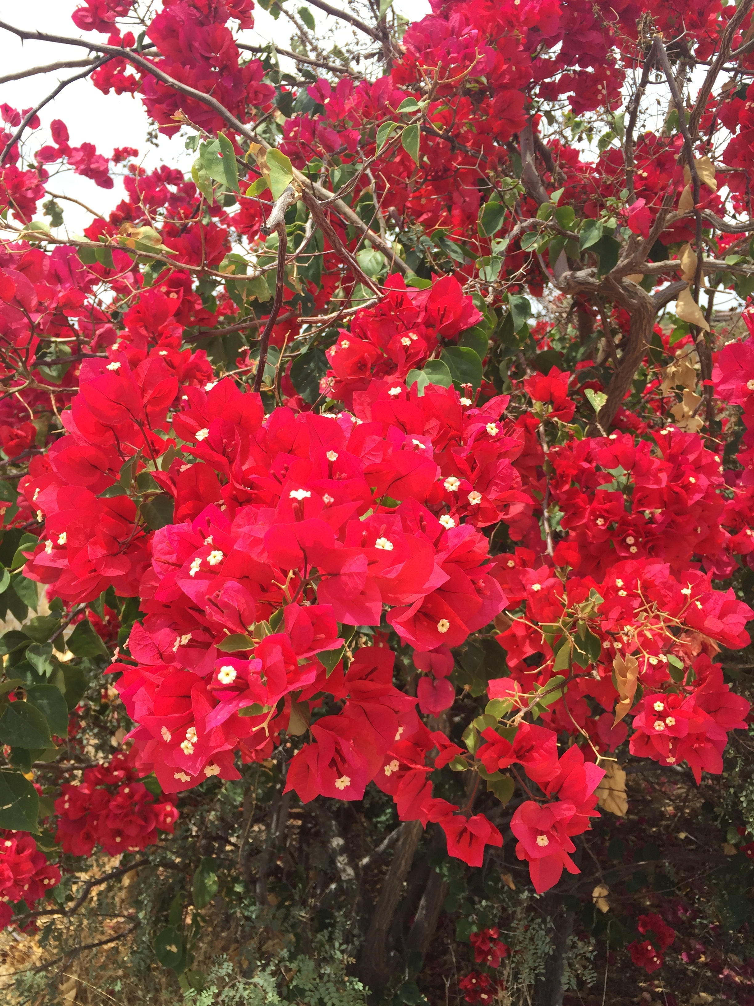 Beautiful bougainvillea on the golf course