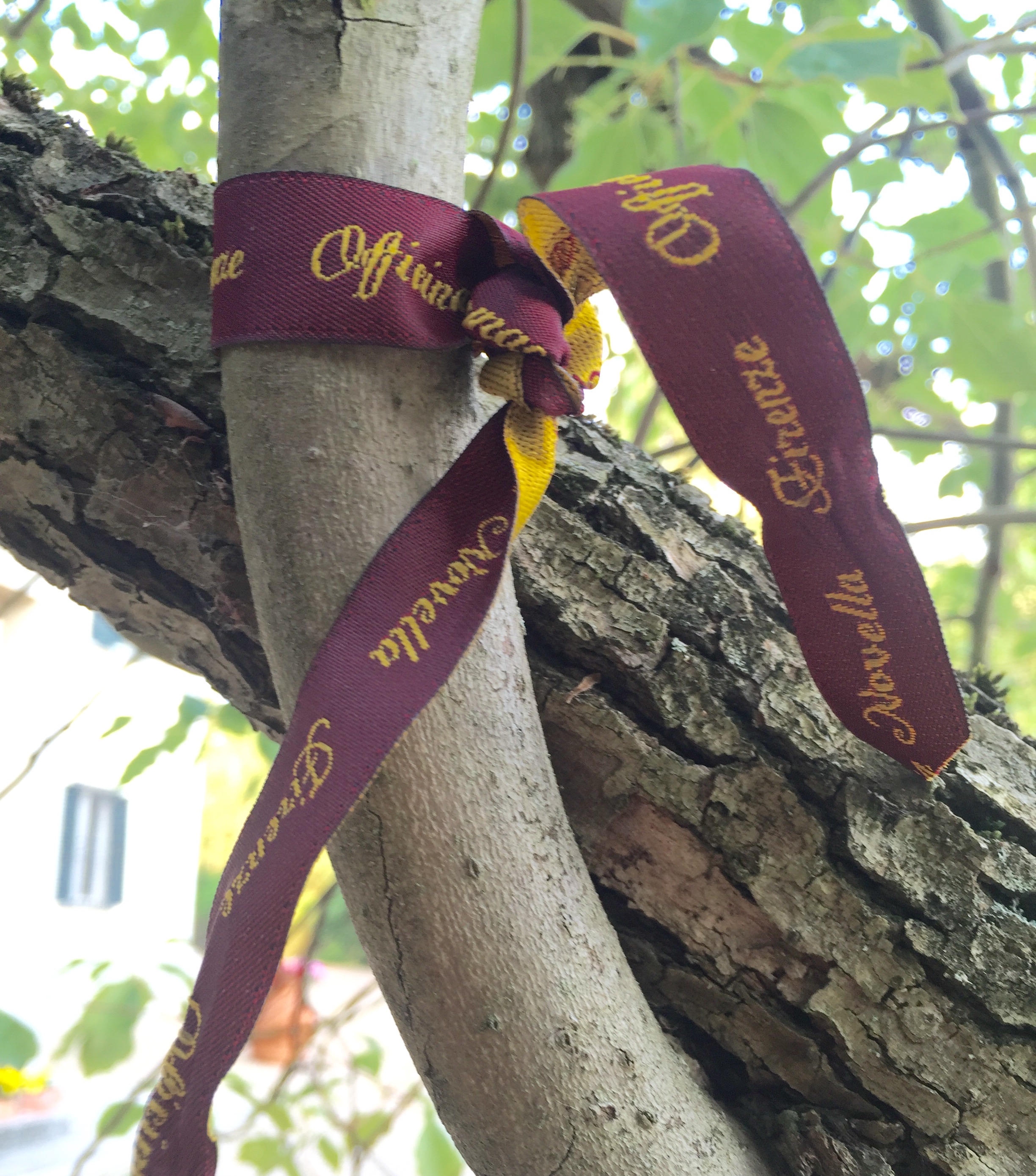 The "feminine" tree outside the Villa. We tied Santa Maria Novella ribbons to it and made wishes.
