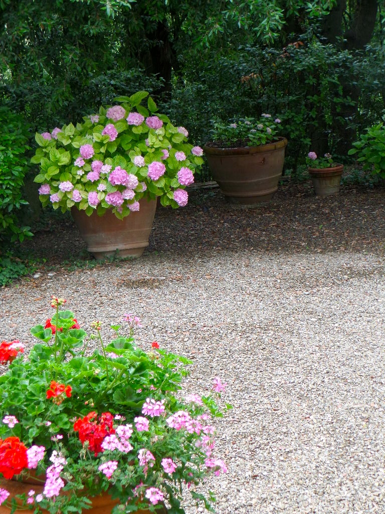 Hydrangeas in the courtyard.