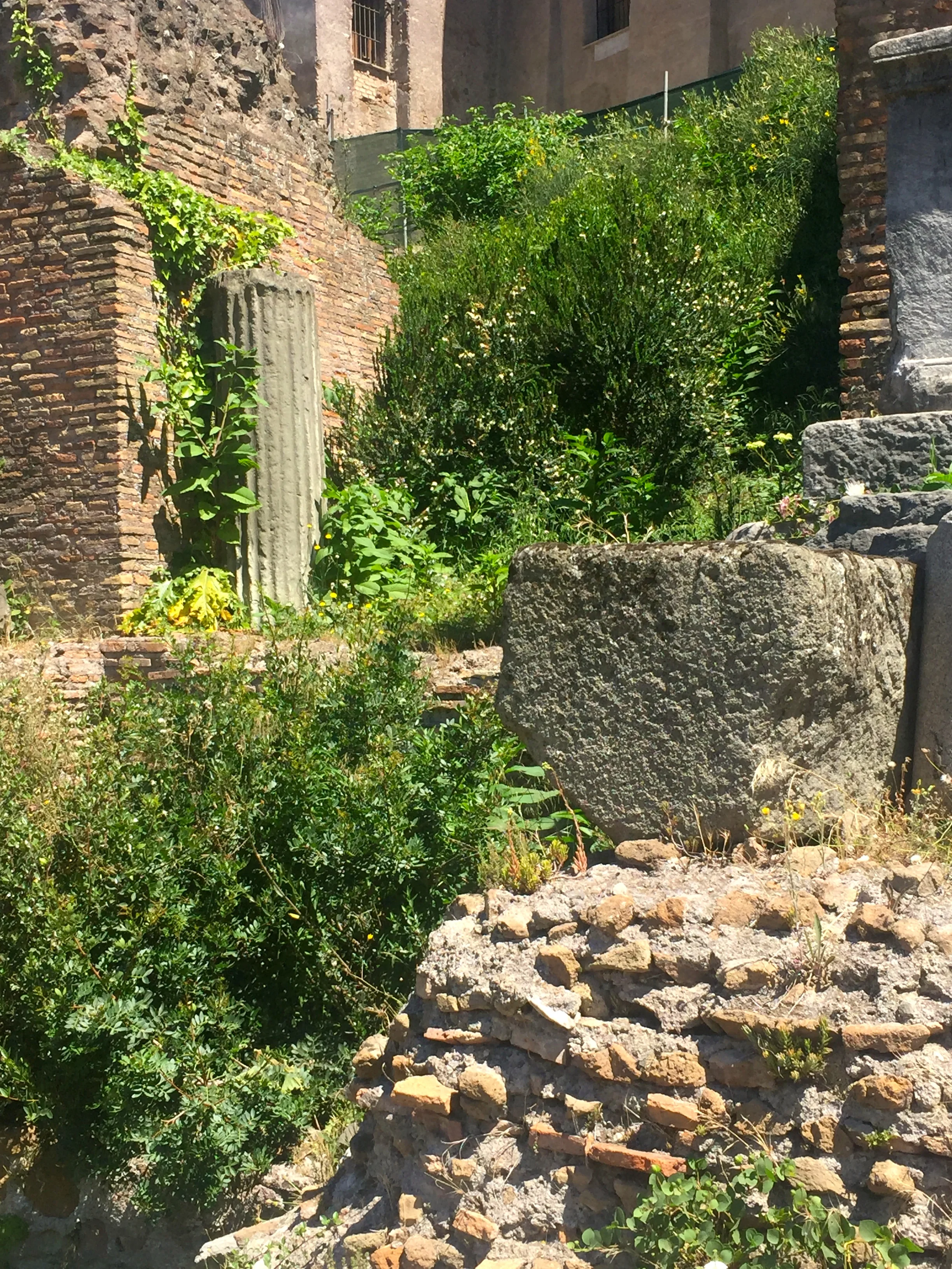 Beautiful ruins at the Forum