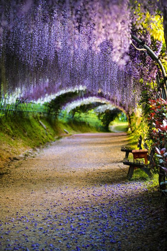 Wisteria Tunnel at Kawachi Wisteria Park, Fukuoka, Japan