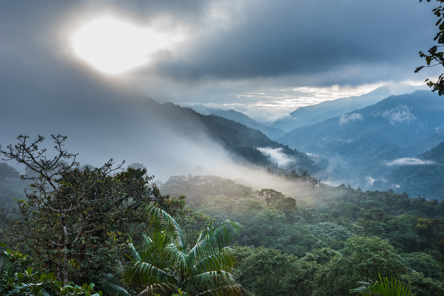 Cloud Forest, Ecuador