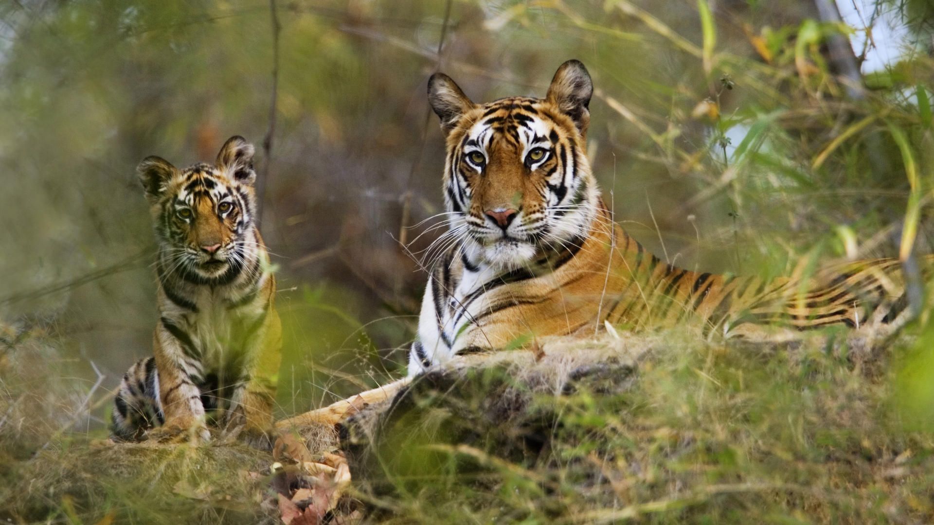Tiger National Parks, Central India