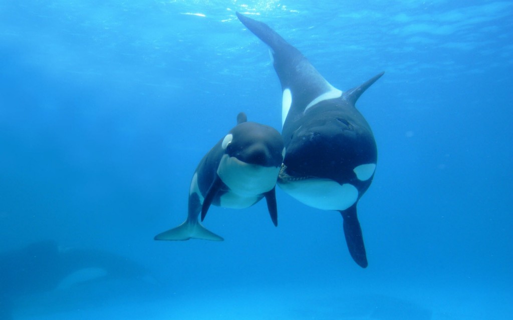 orcas-1024x640.jpg