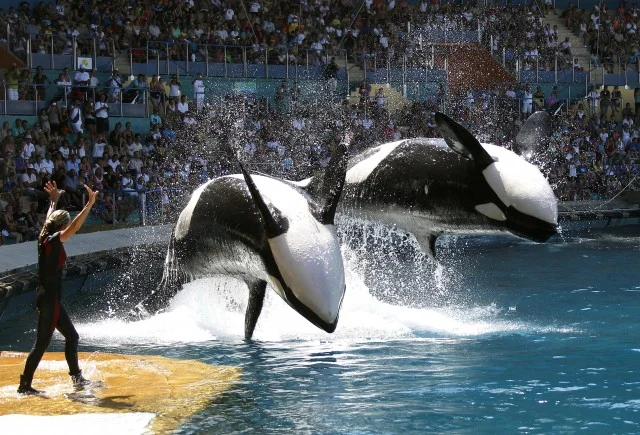 Blackfish.jpg