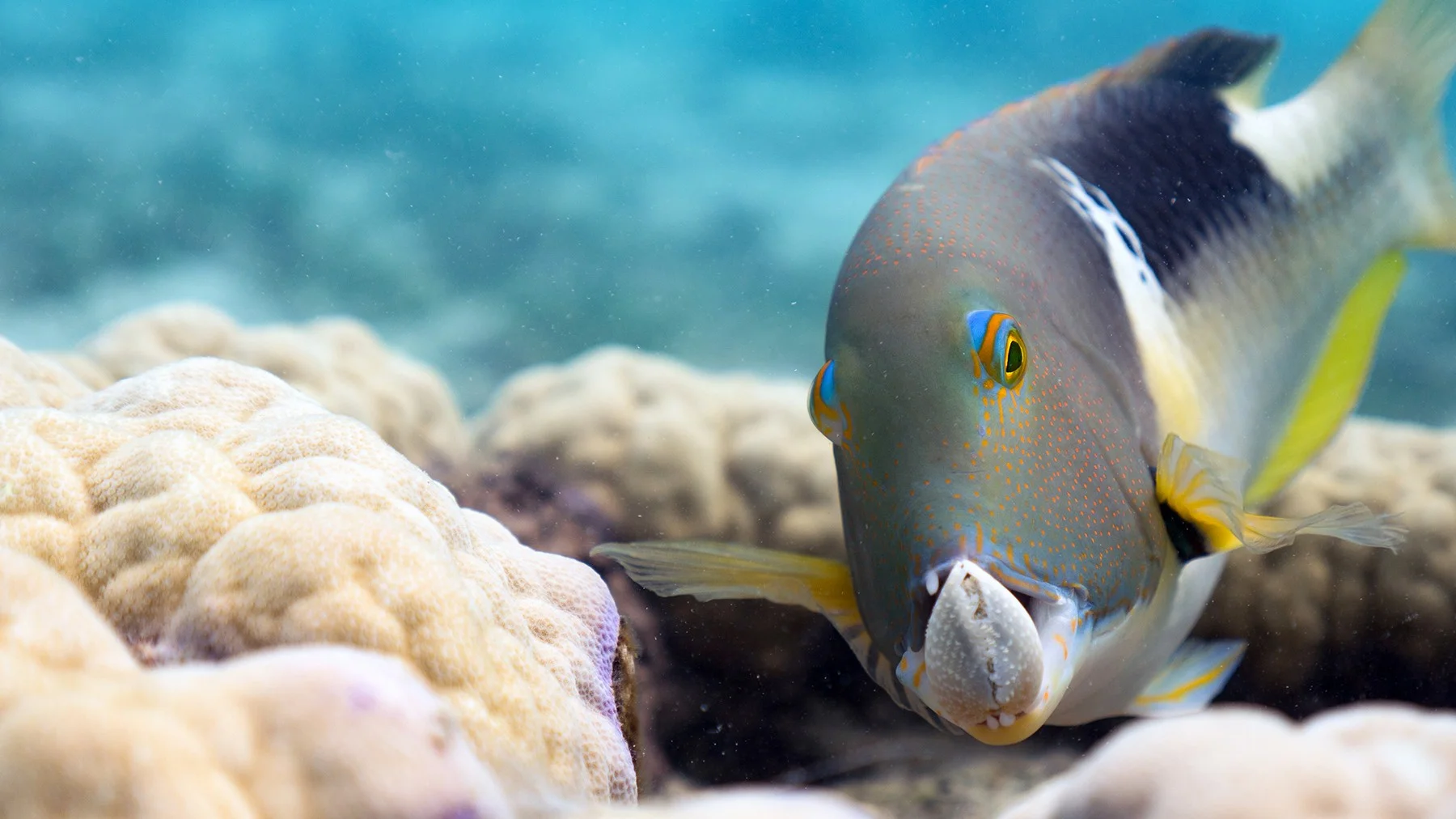 Stunning footage of Earth’s oceans and marine life continue to amaze and enhance our knowledge in HD