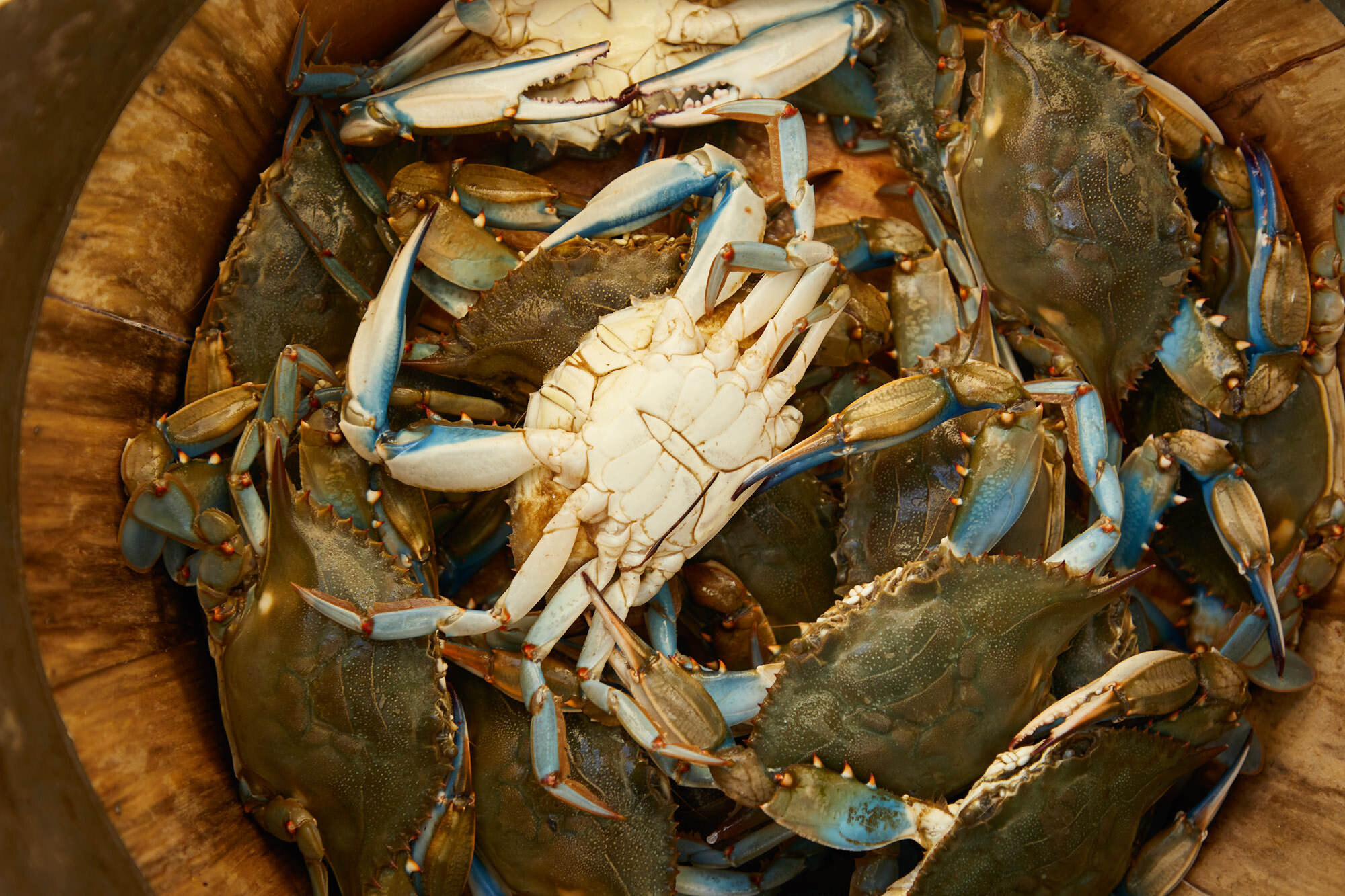  Crab fishing in chesapeak bay 