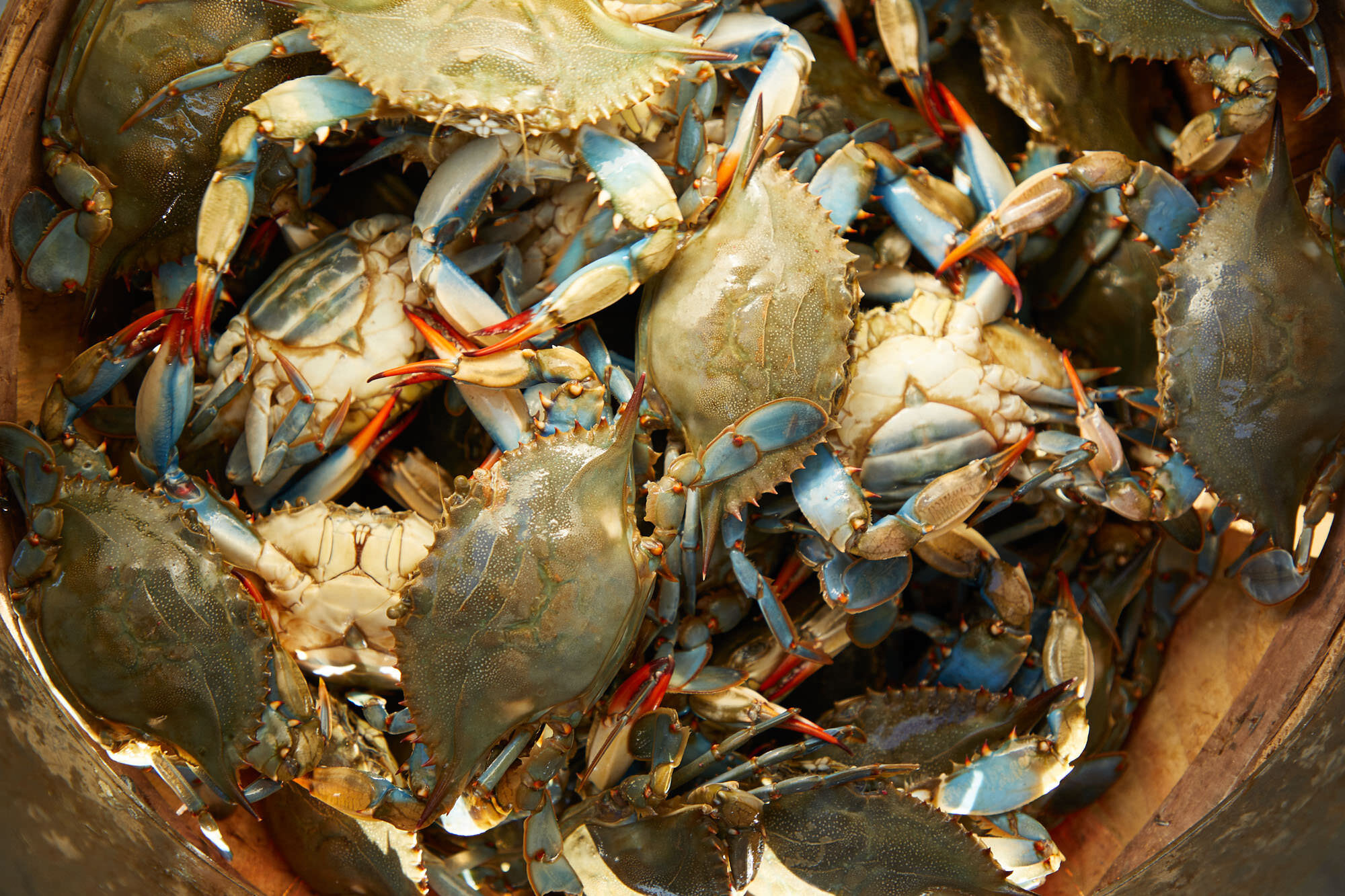  Crab fishing in chesapeak bay 