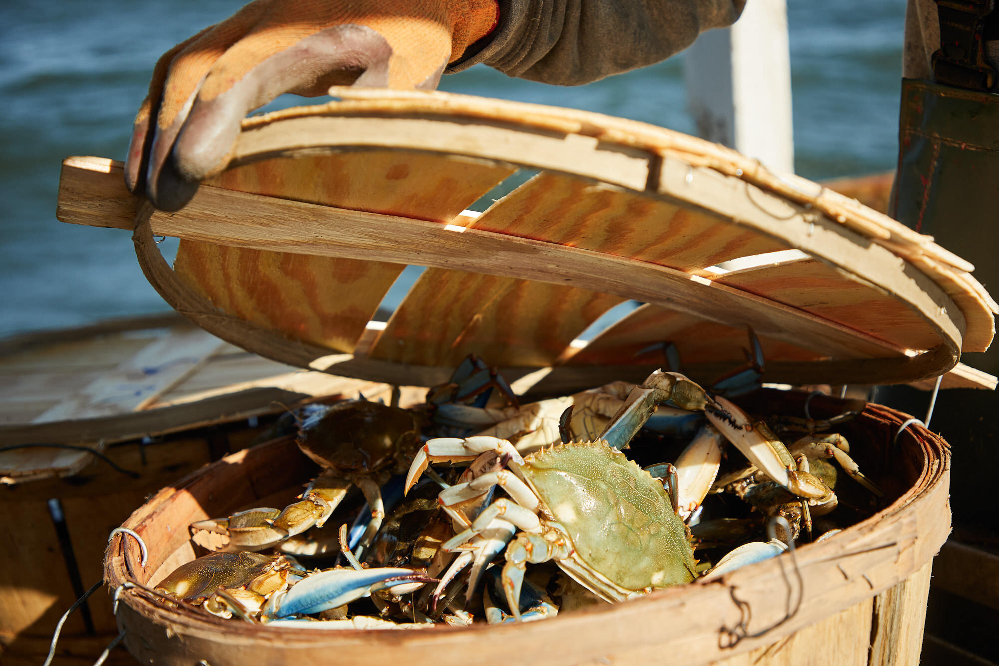  Crab fishing in chesapeak bay 