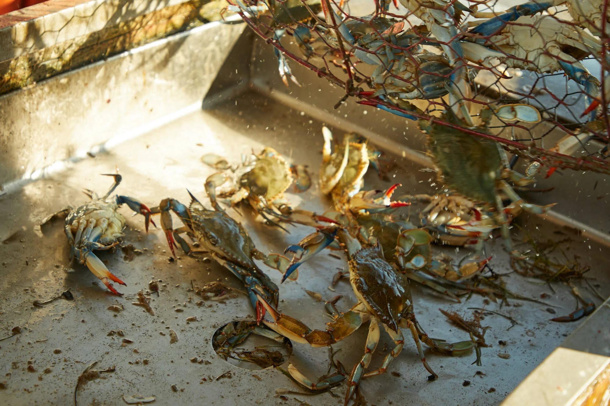  Crab fishing in chesapeak bay 