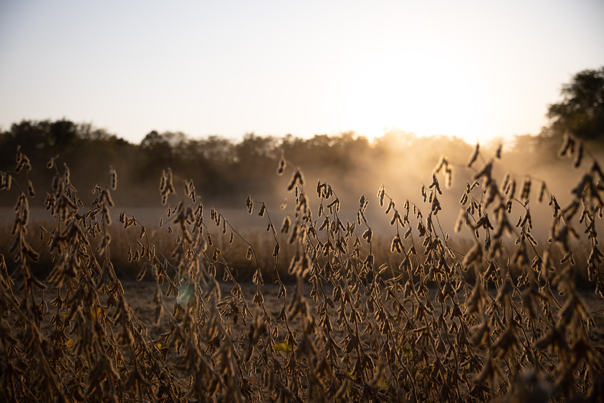 20201007_PrecisoinPlanting_SLP_1742.jpg