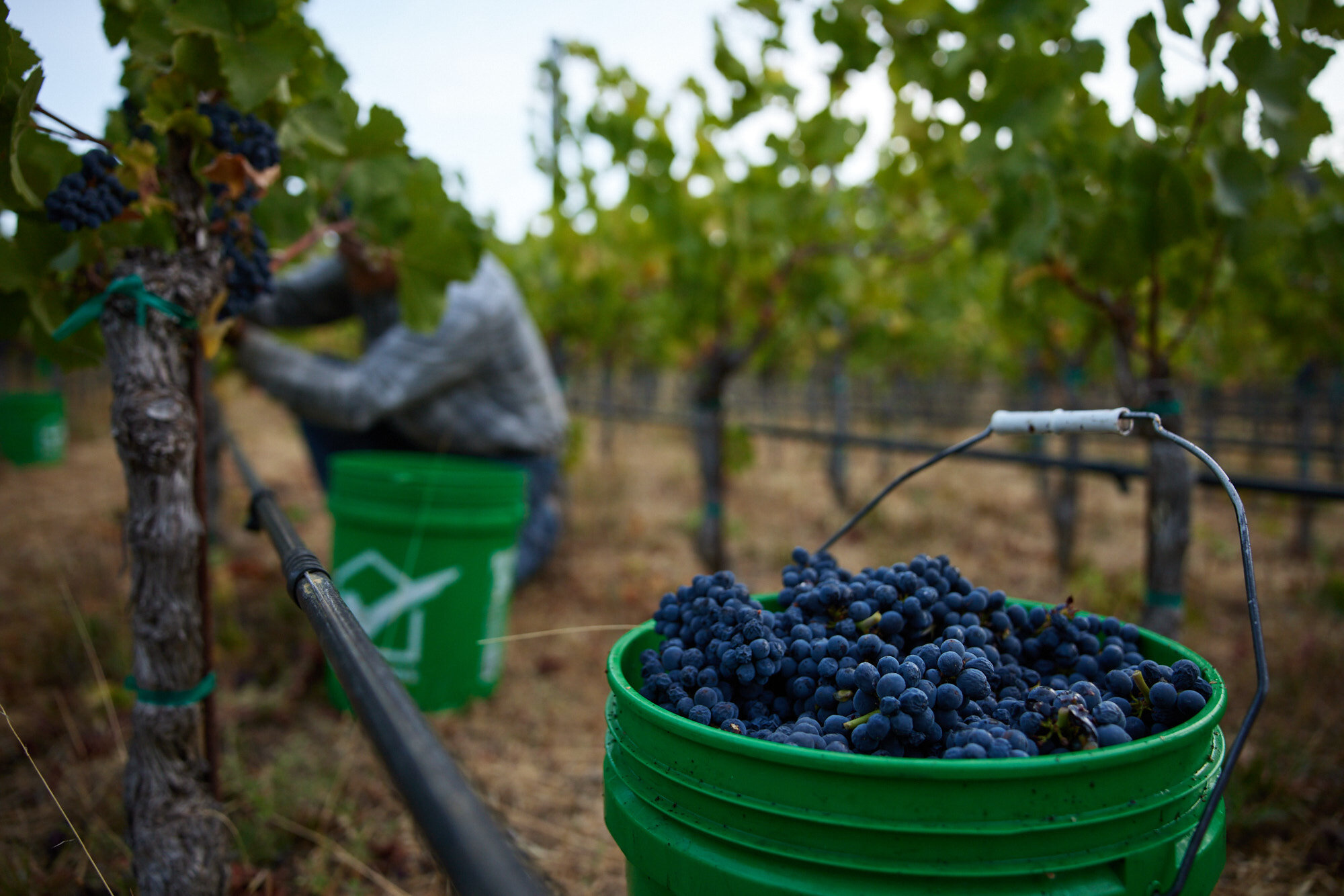 Lichen Winery in Booneville, Ca photographed by Seth Lowe