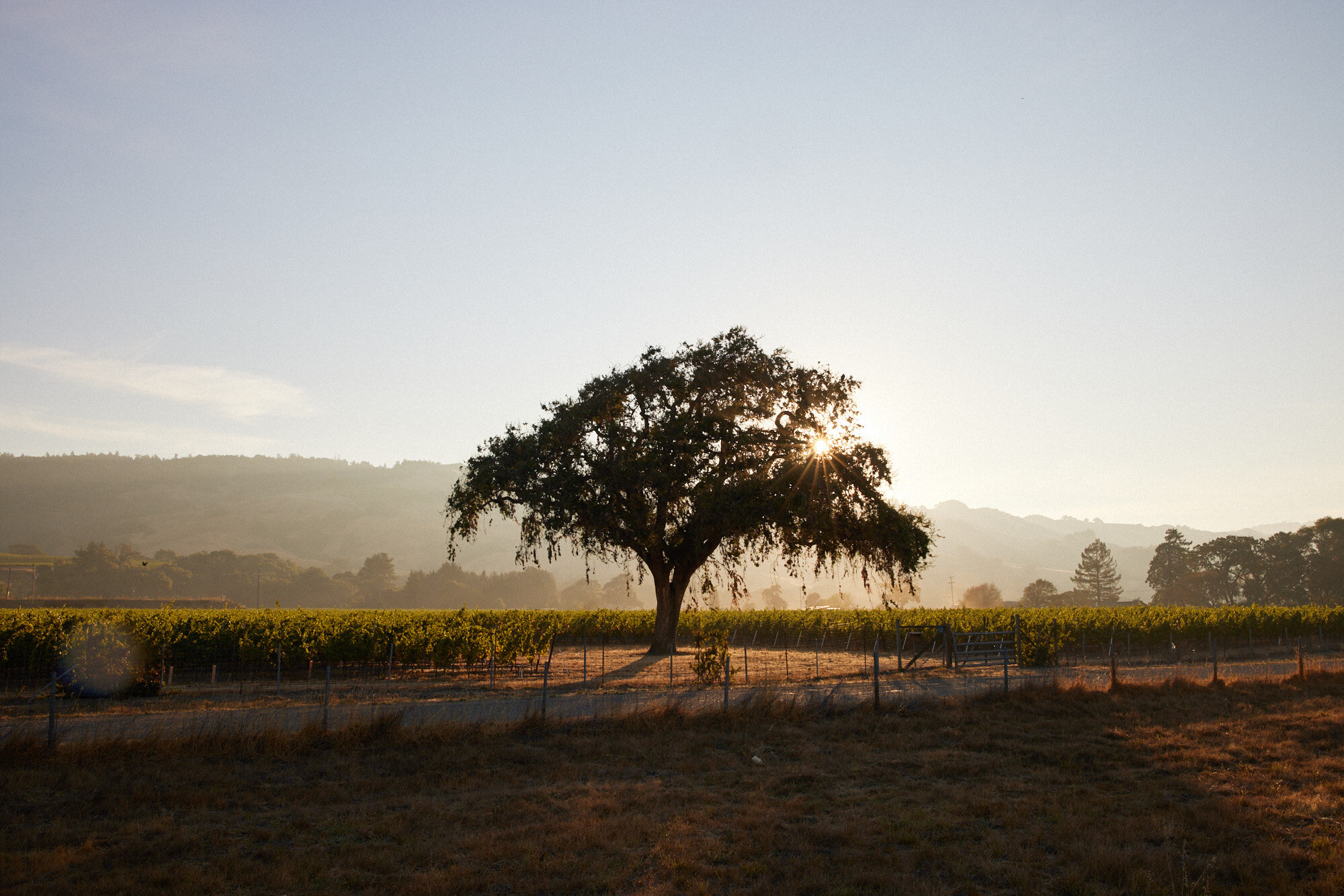  Lichen Winery in Booneville, Ca photographed by Seth Lowe 