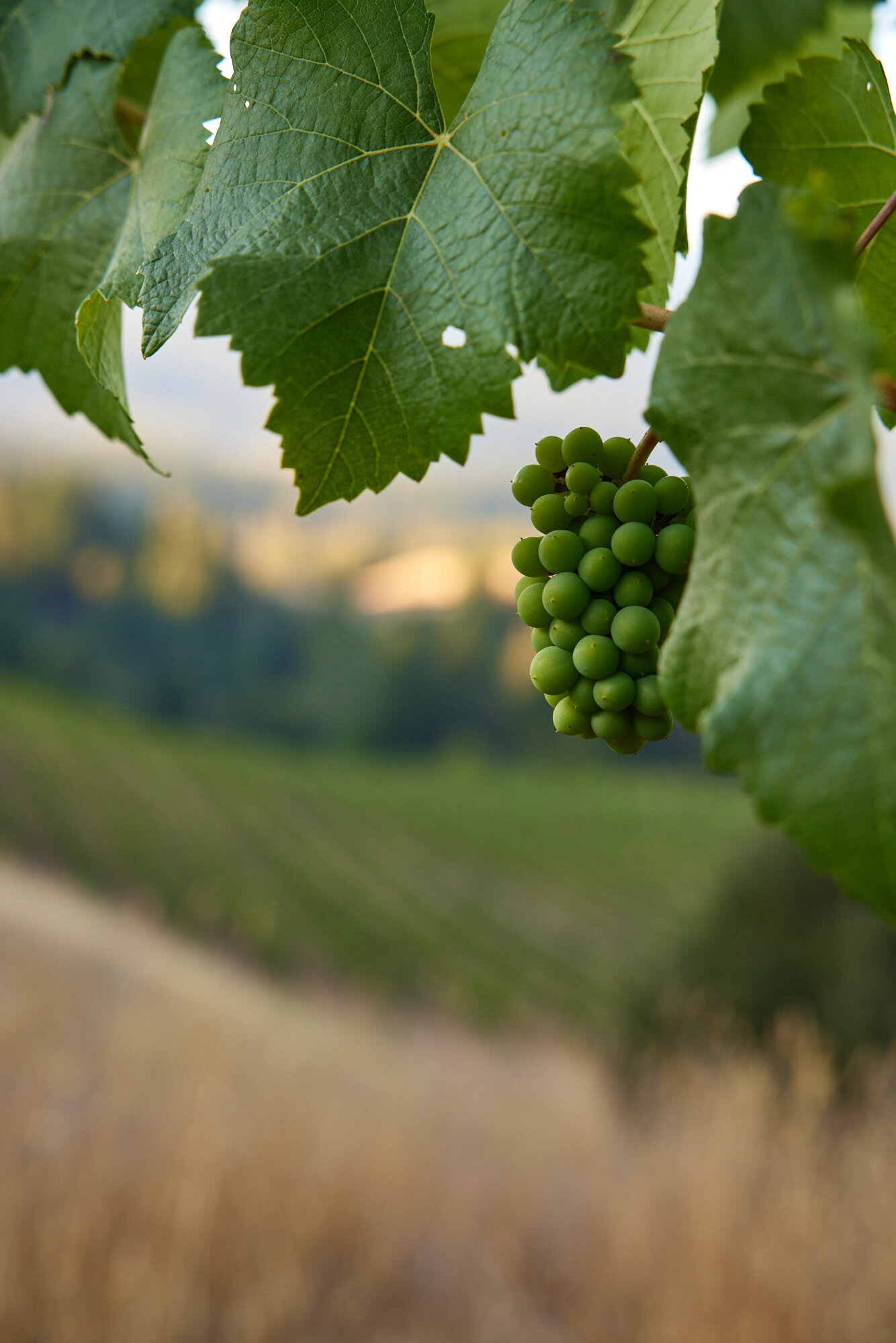  Lichen Winery in Booneville, Ca photographed by Seth Lowe 