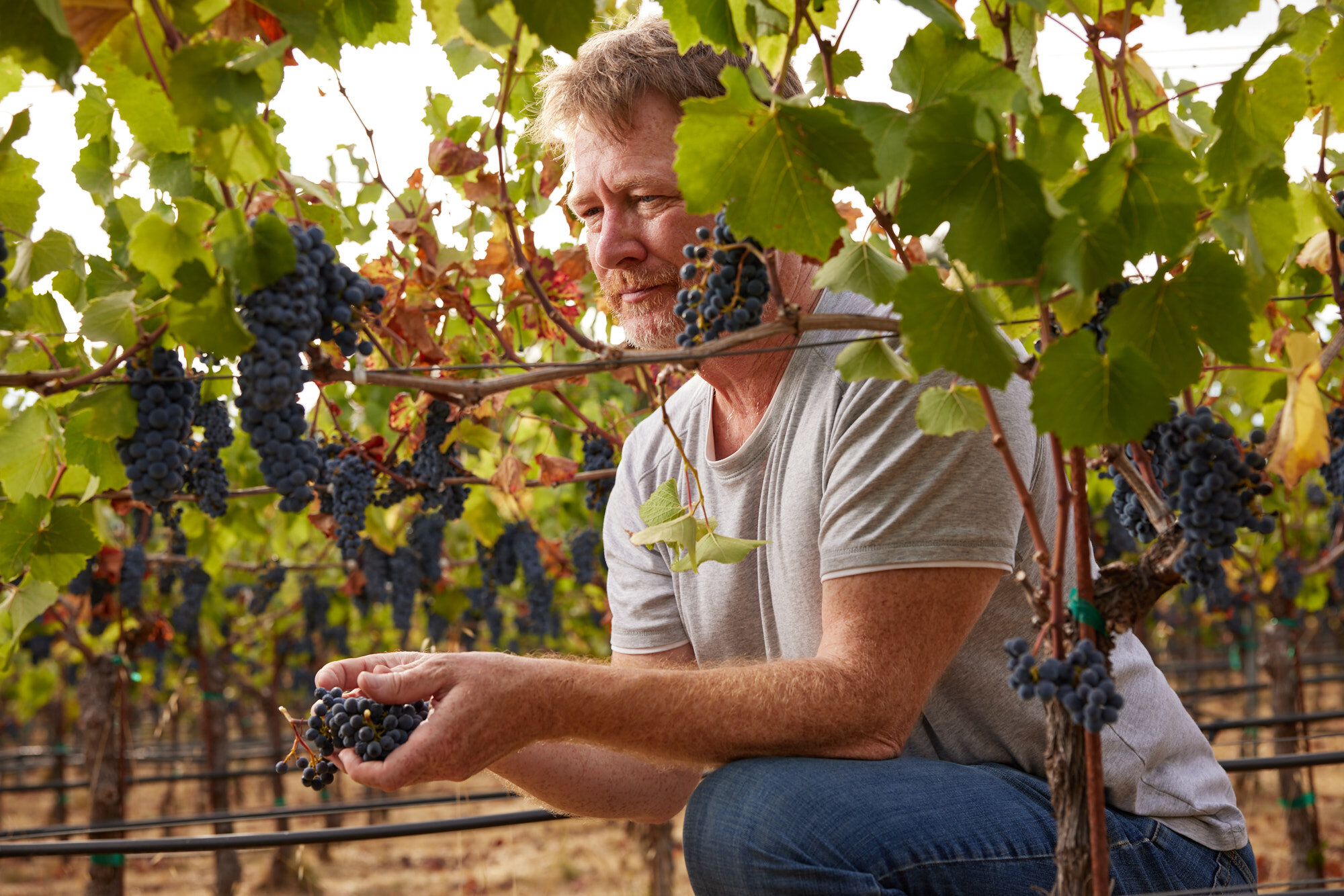  Lichen Winery in Booneville, Ca photographed by Seth Lowe 