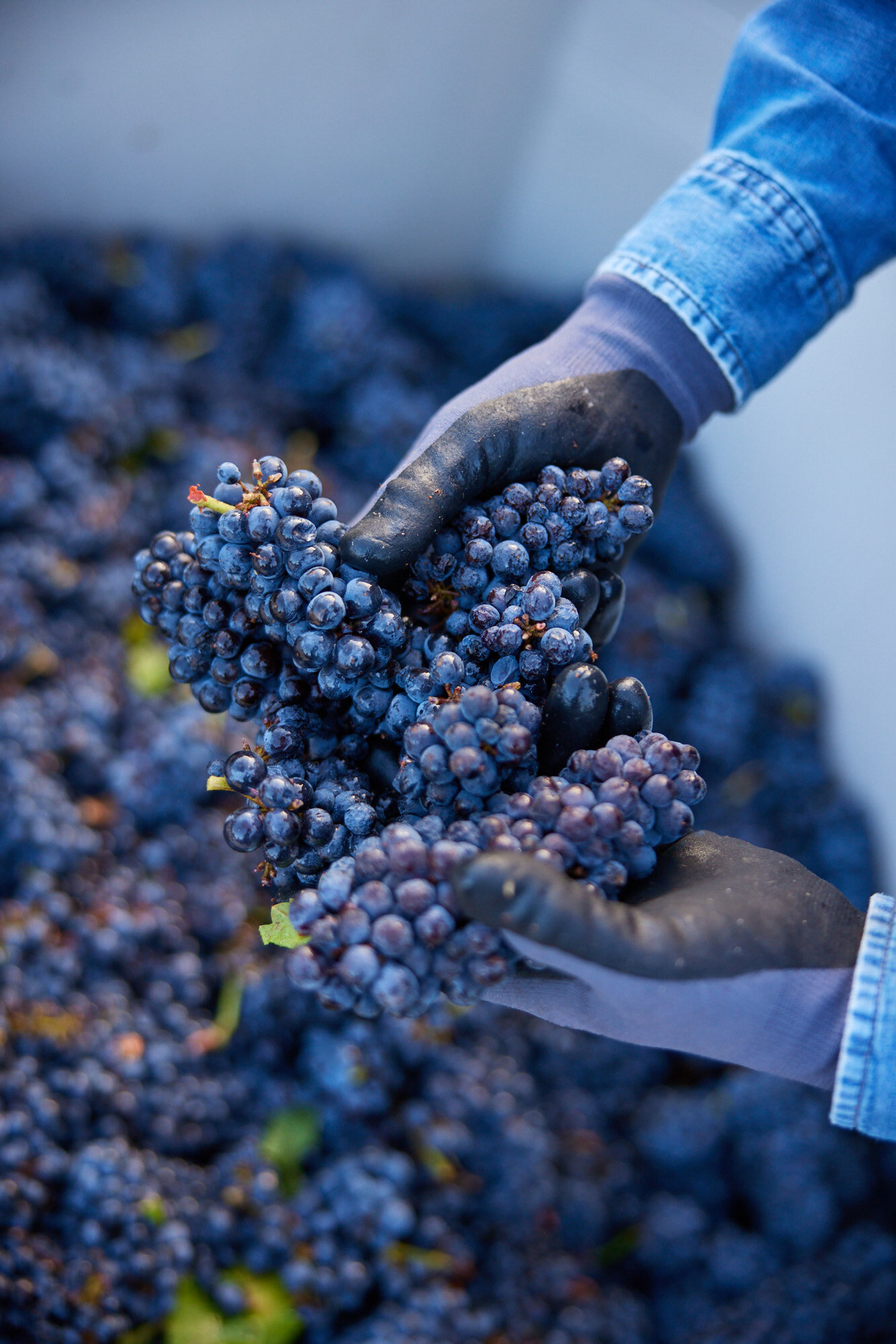 Lichen Winery in Booneville, Ca photographed by Seth Lowe