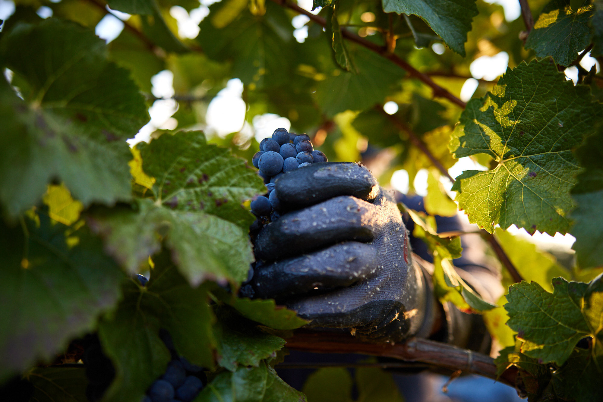  Lichen Winery in Booneville, Ca photographed by Seth Lowe 