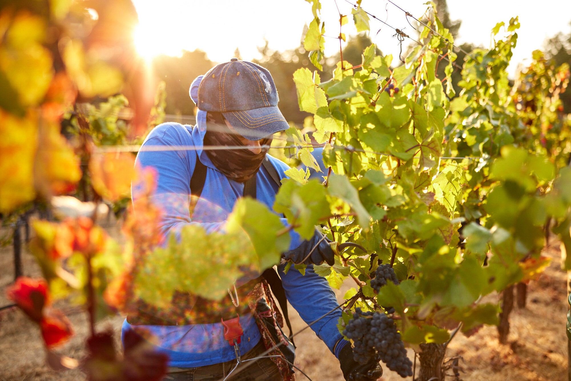  Lichen Winery in Booneville, Ca photographed by Seth Lowe 