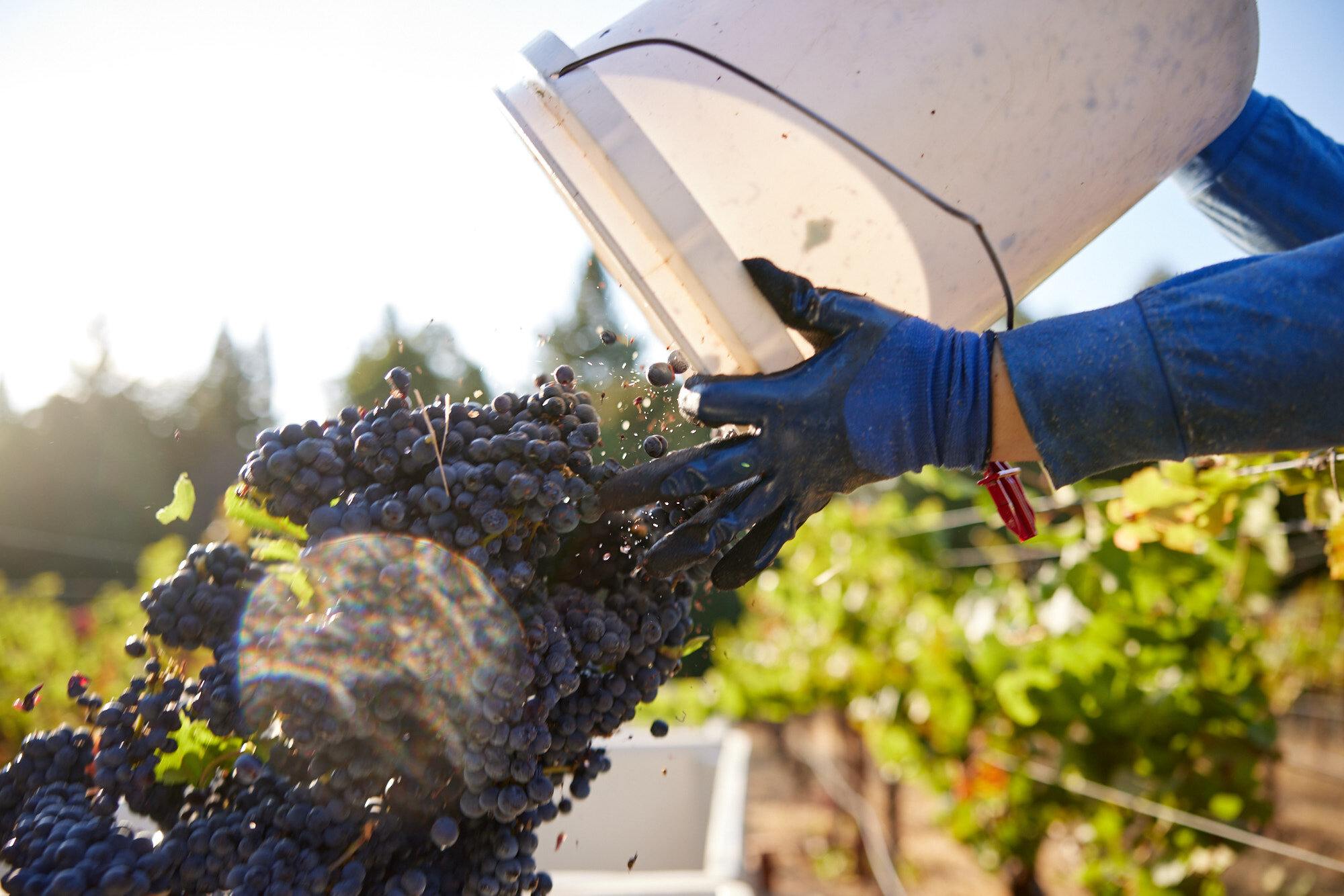  Lichen Winery in Booneville, Ca photographed by Seth Lowe 