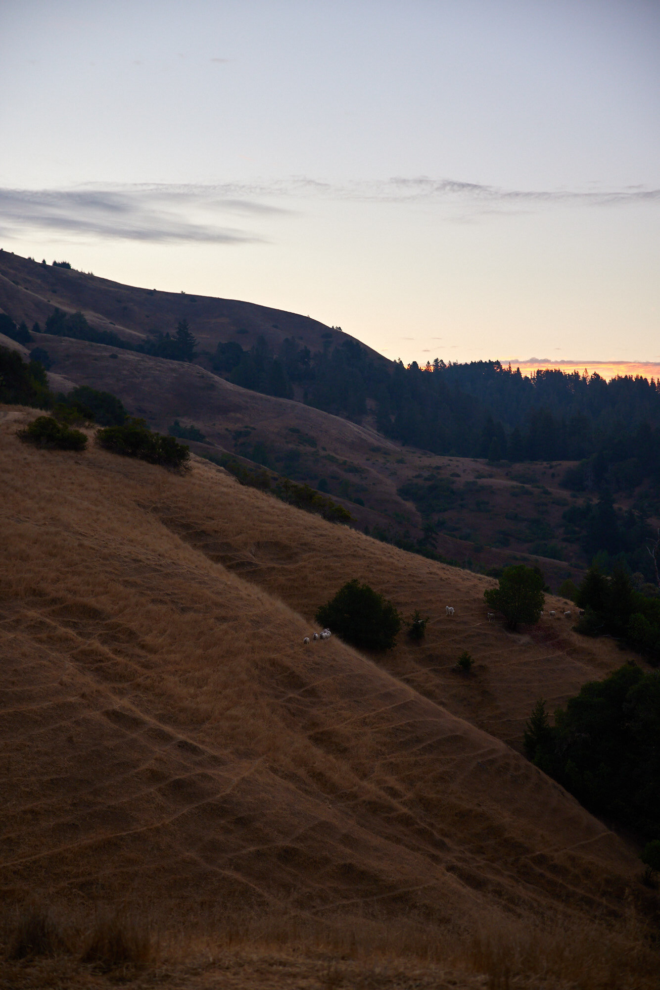  Lichen Winery in Booneville, Ca photographed by Seth Lowe 