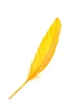 yellowfeatherimage.jpg