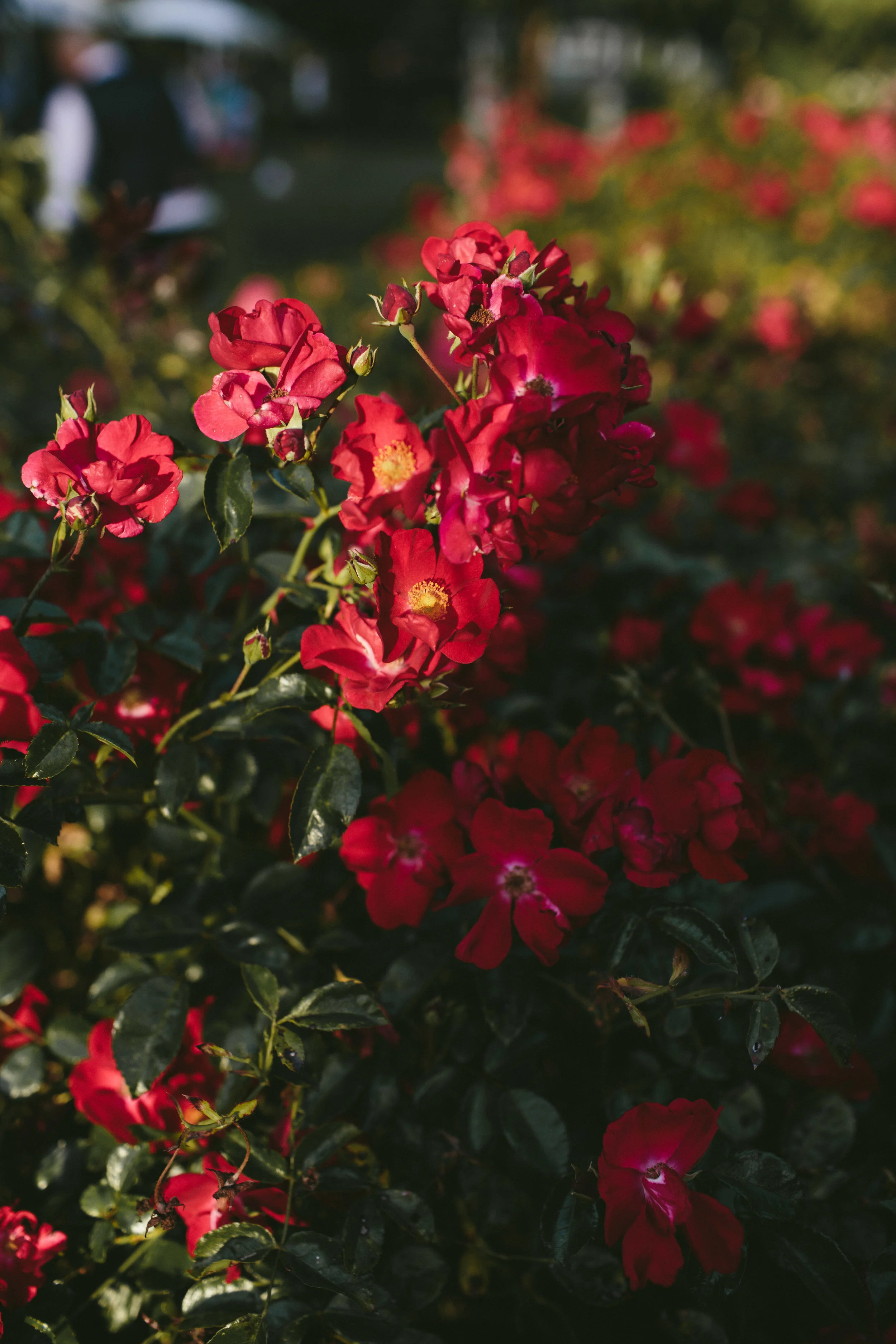 Heather&Chris_Flowers-1.jpg