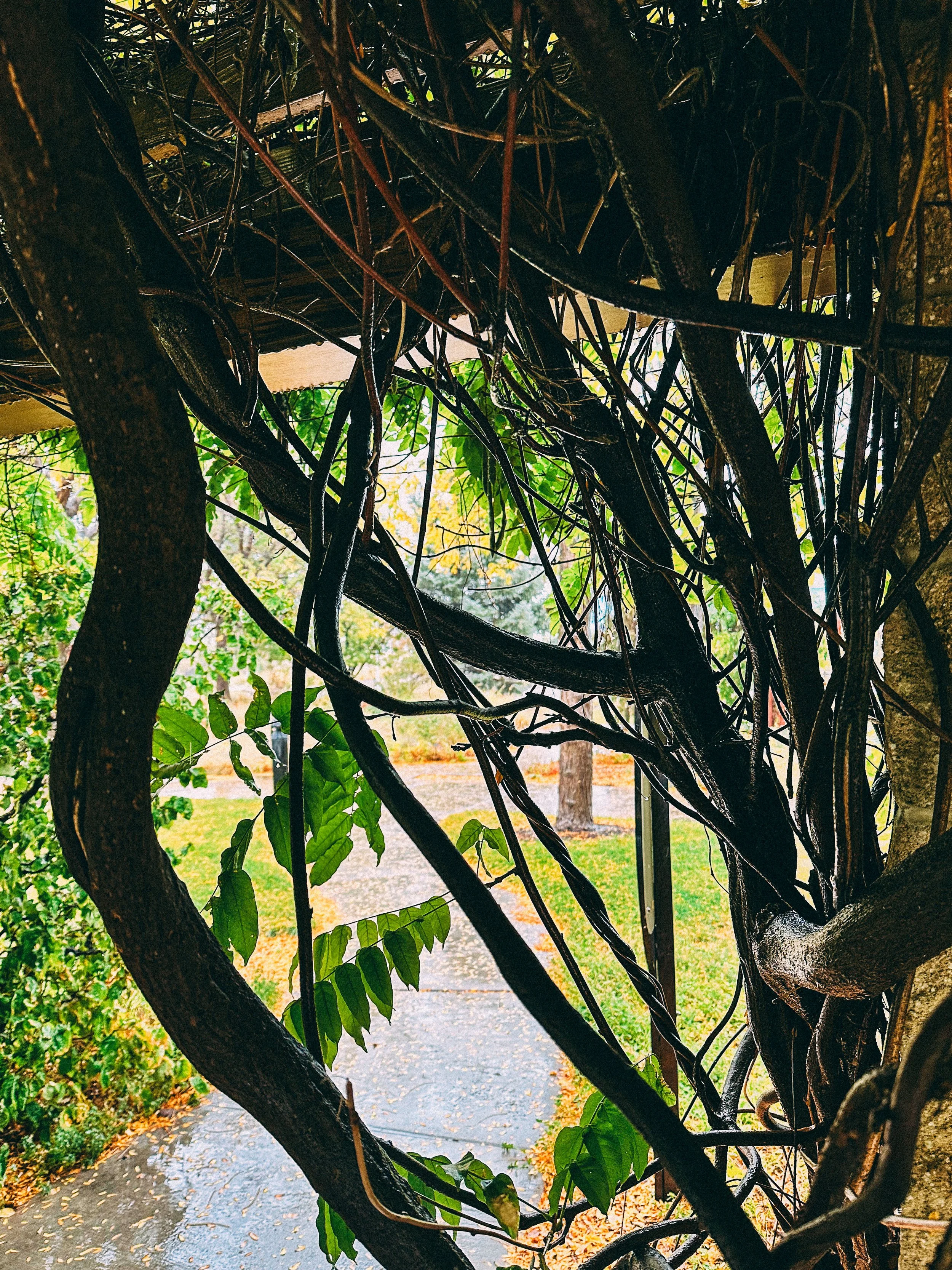 Branches on the Pergola