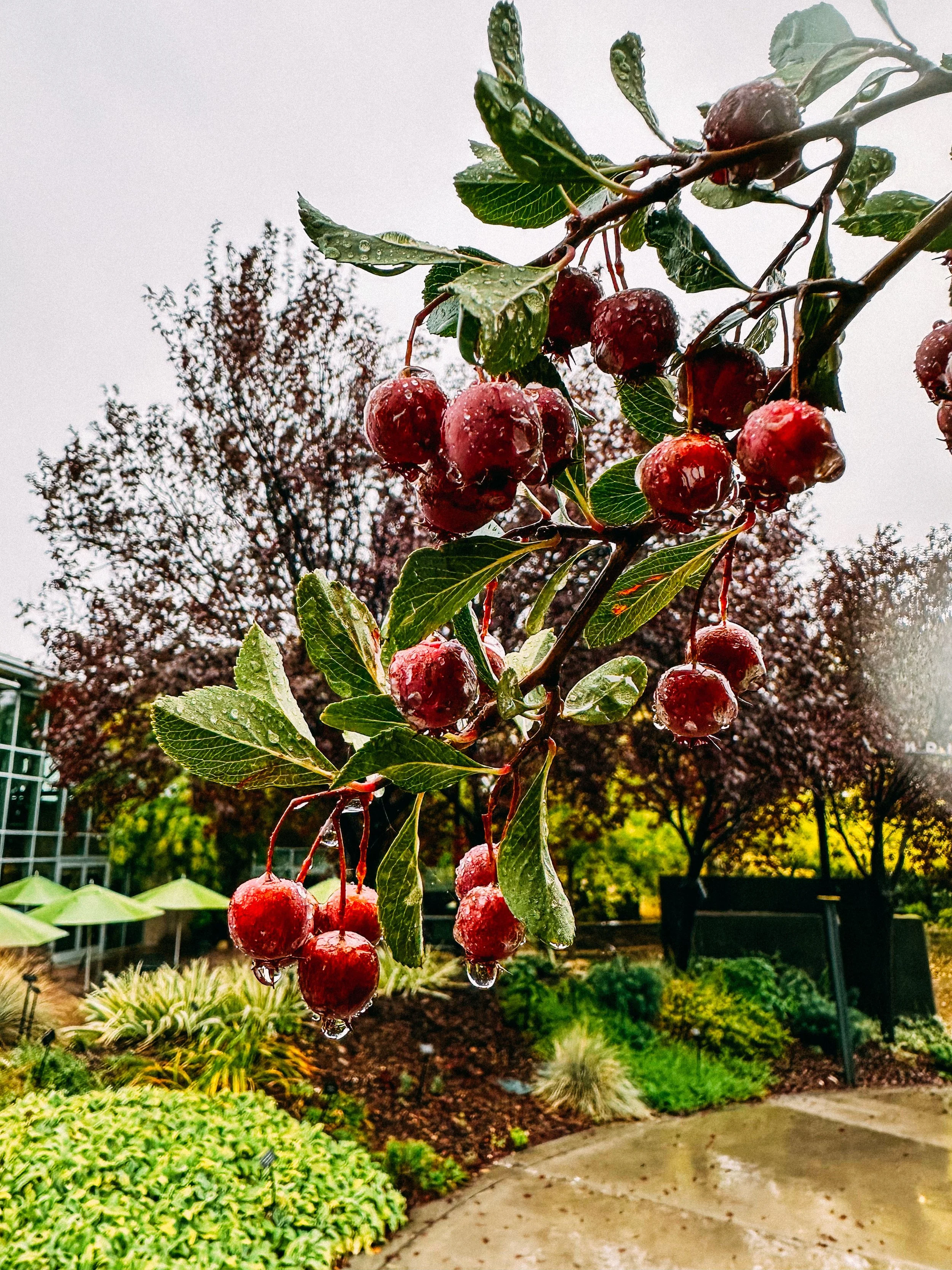 Berries in Rain 2