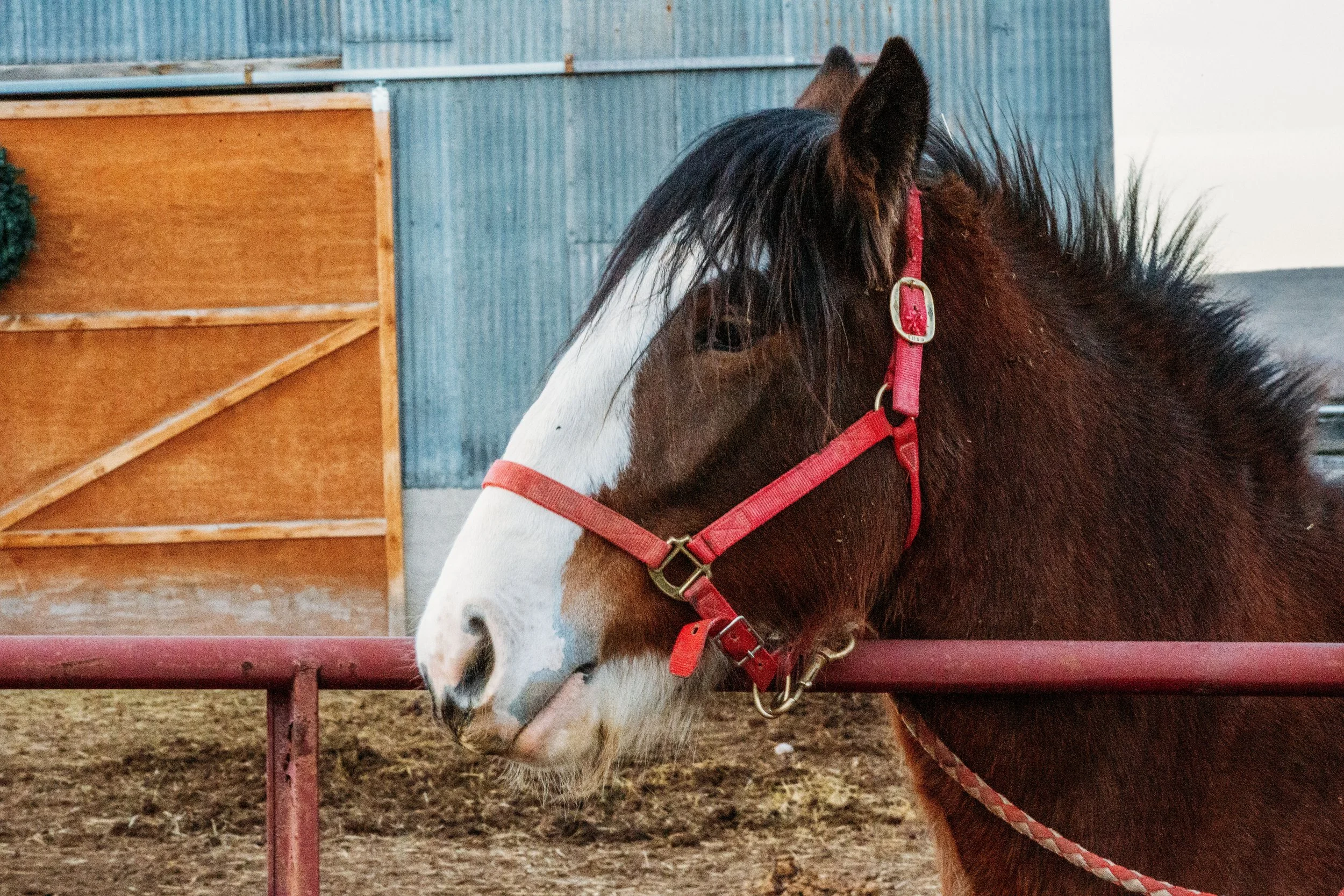 Clydesdale Horse