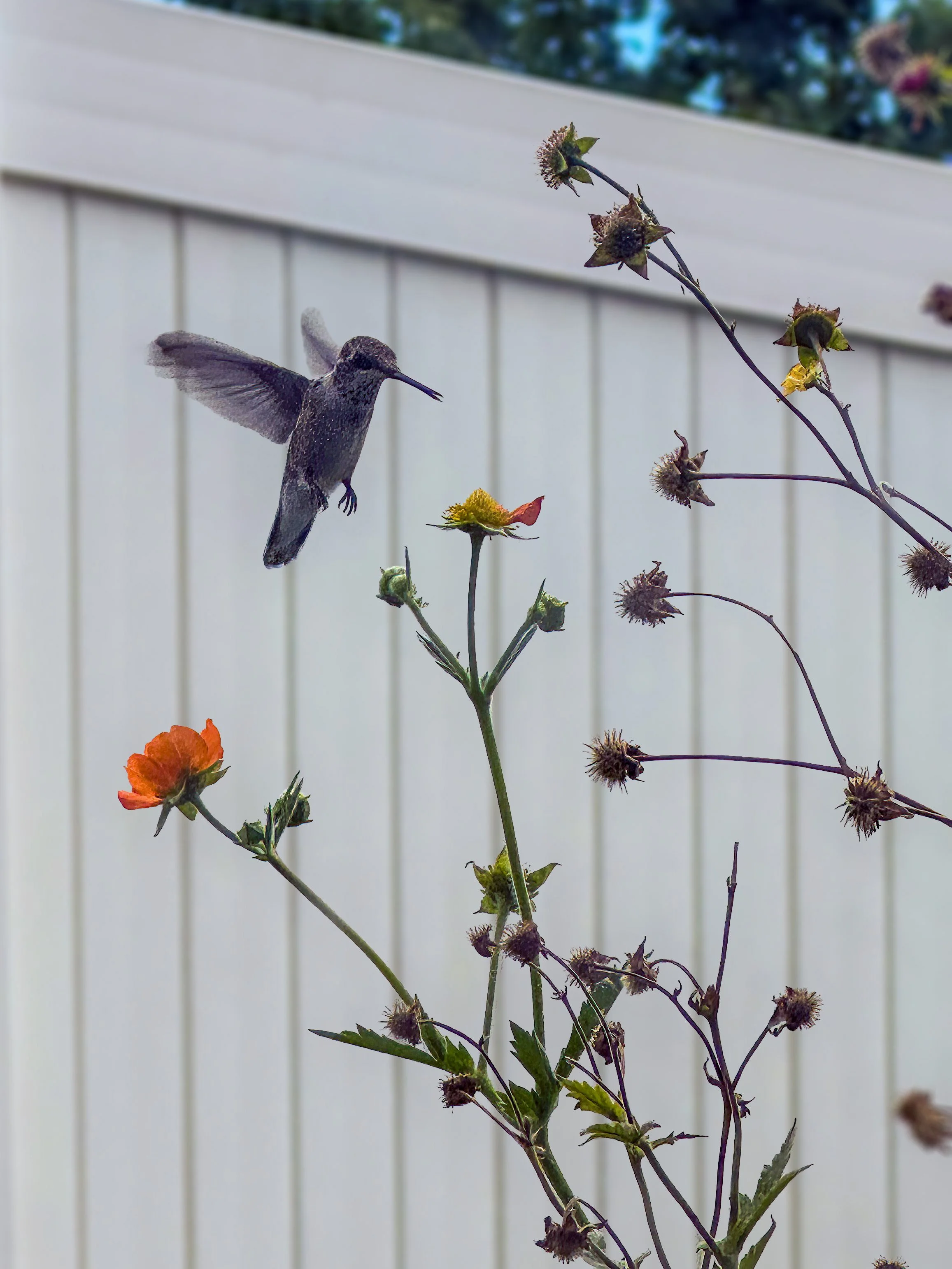 Hummingbird Outside My Window
