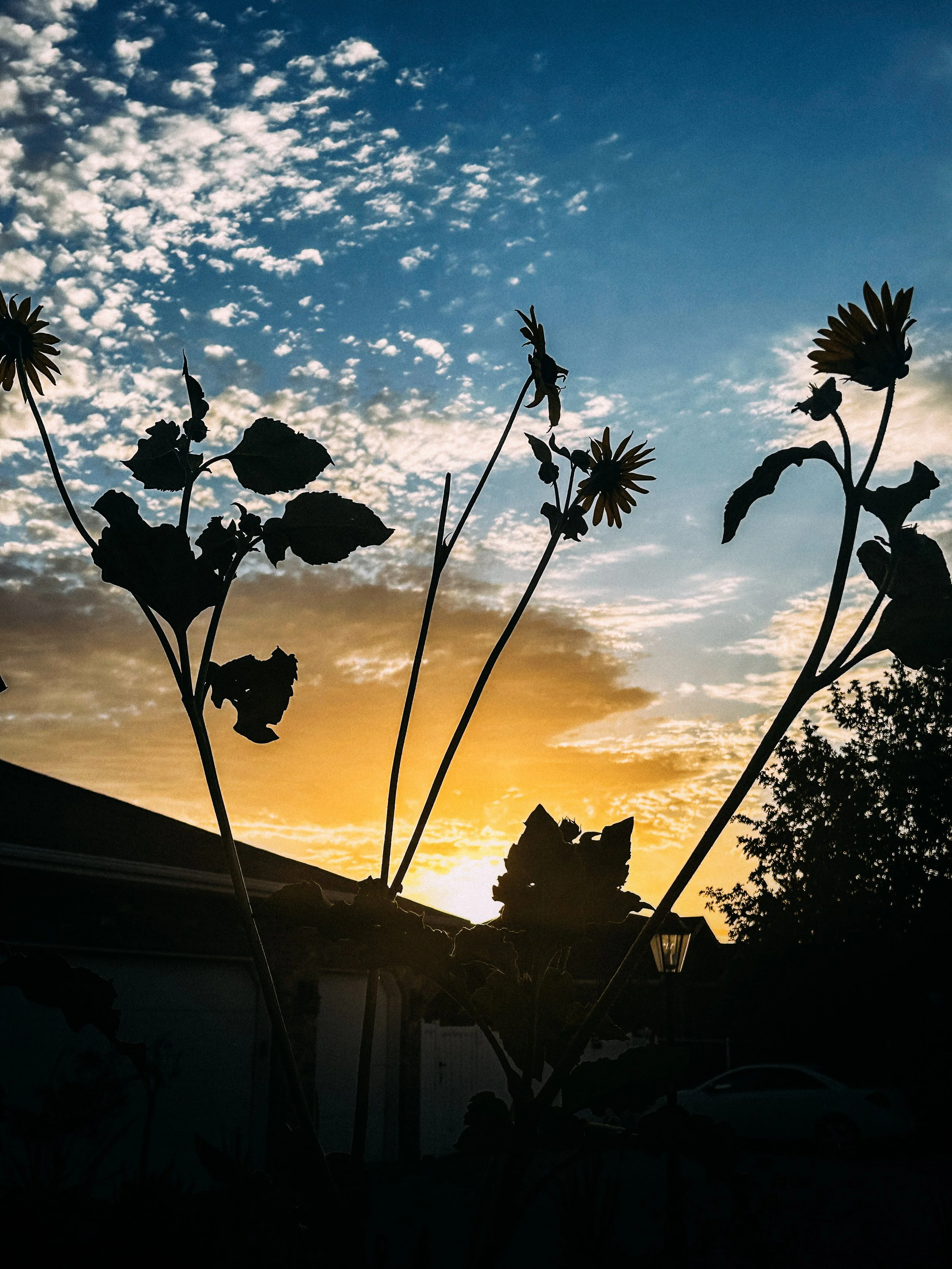 Morning Sunflowers