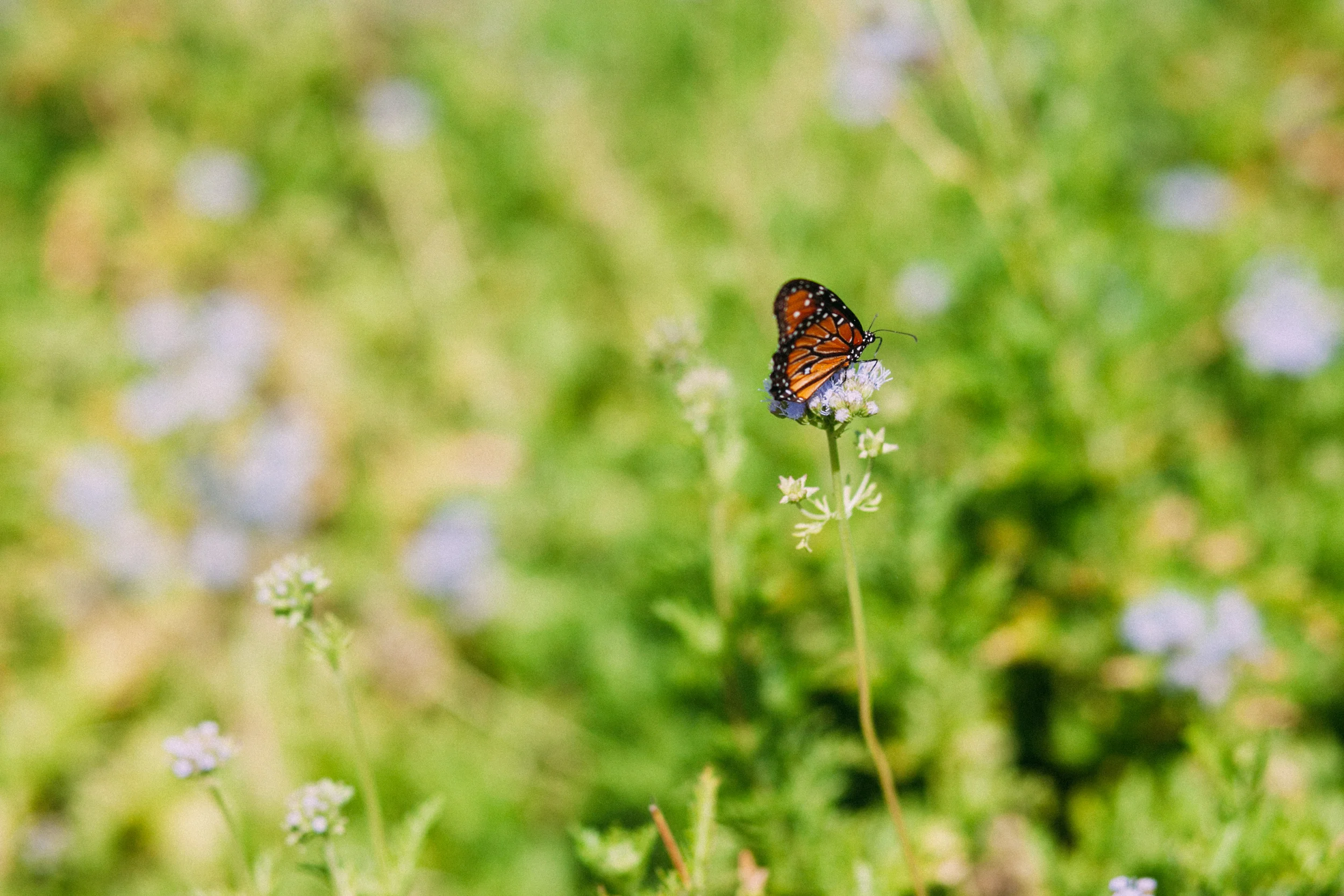 LBJ Wildflower Center-006.jpg