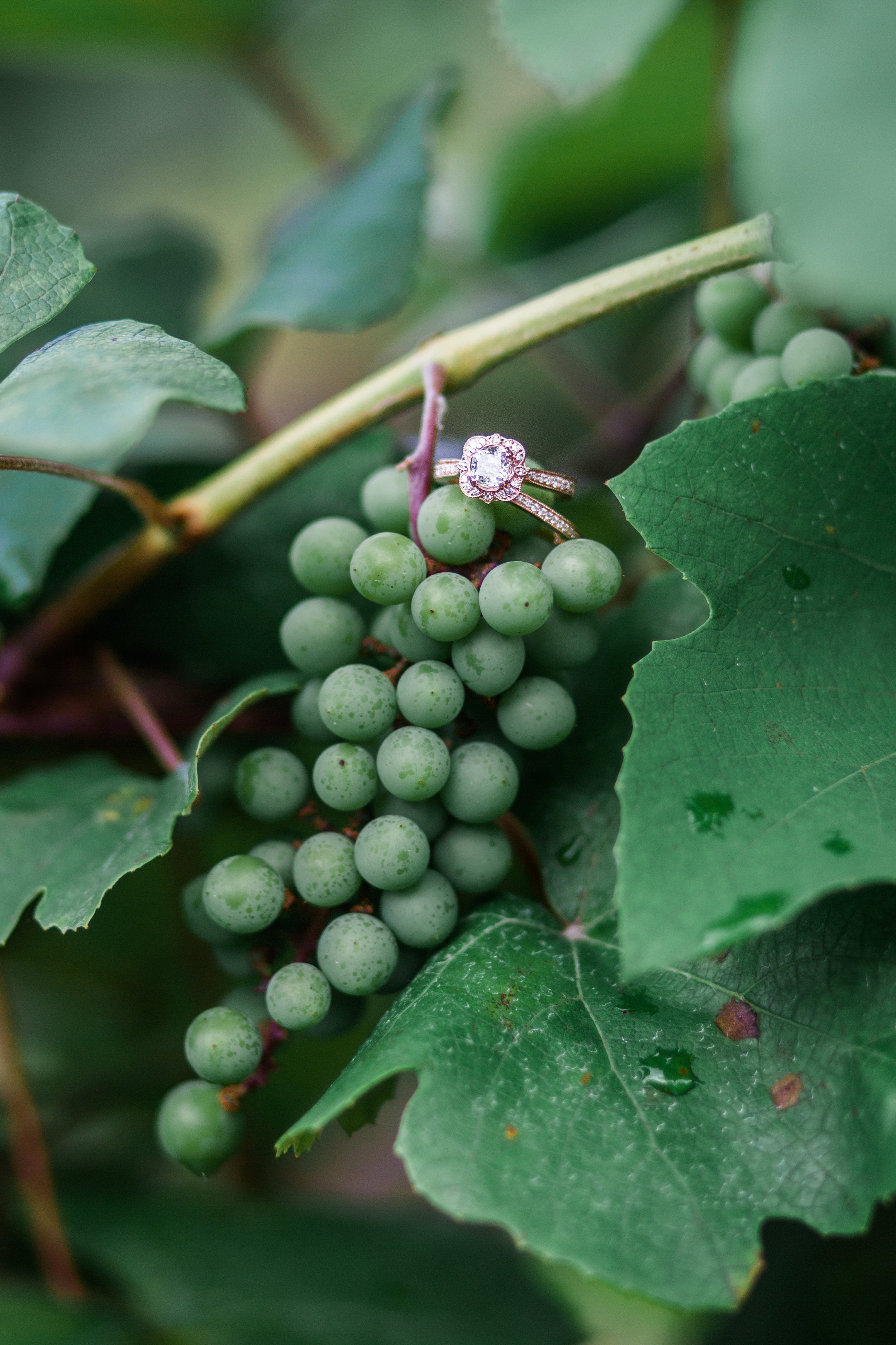 Engagement Rings On Grape at Winery