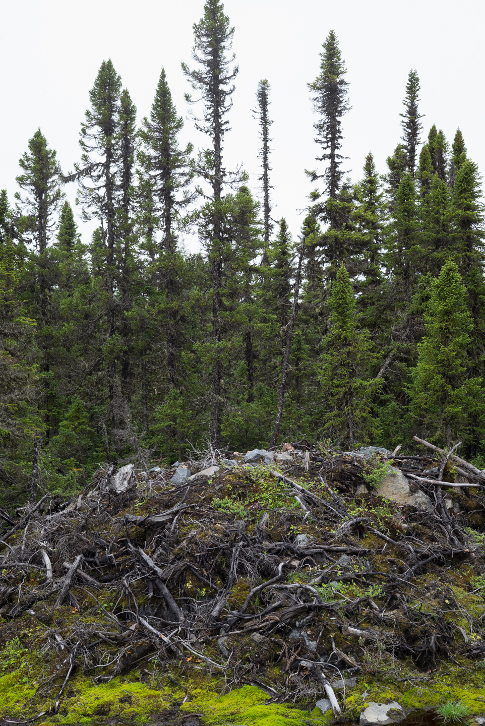 The Trans Labrador Highway. Between Goose Bay and Port Hope Simpson, Labrador 2016