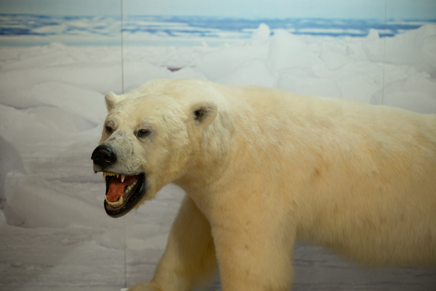 On the side of the gift shop was a kind of museum. St. Anthony, Newfoundland 2016