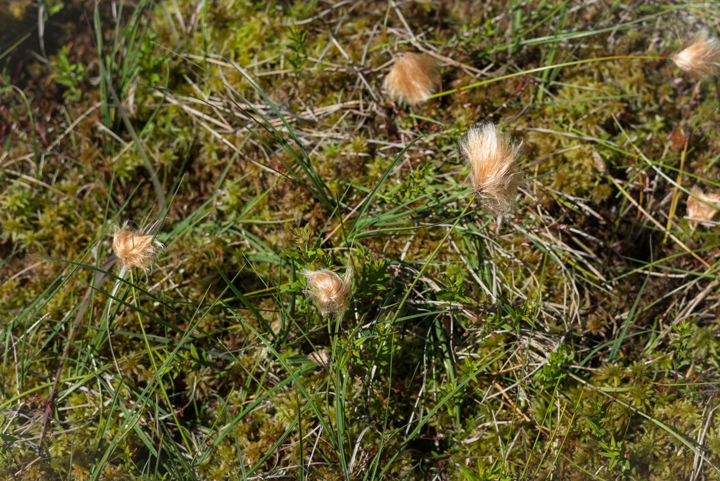 Fleur de Lys, Newfoundland 2016