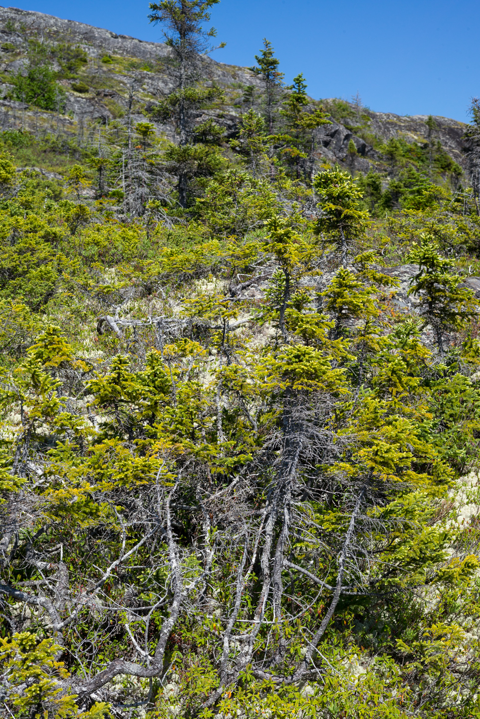 Fleur de Lys, Newfoundland 2016